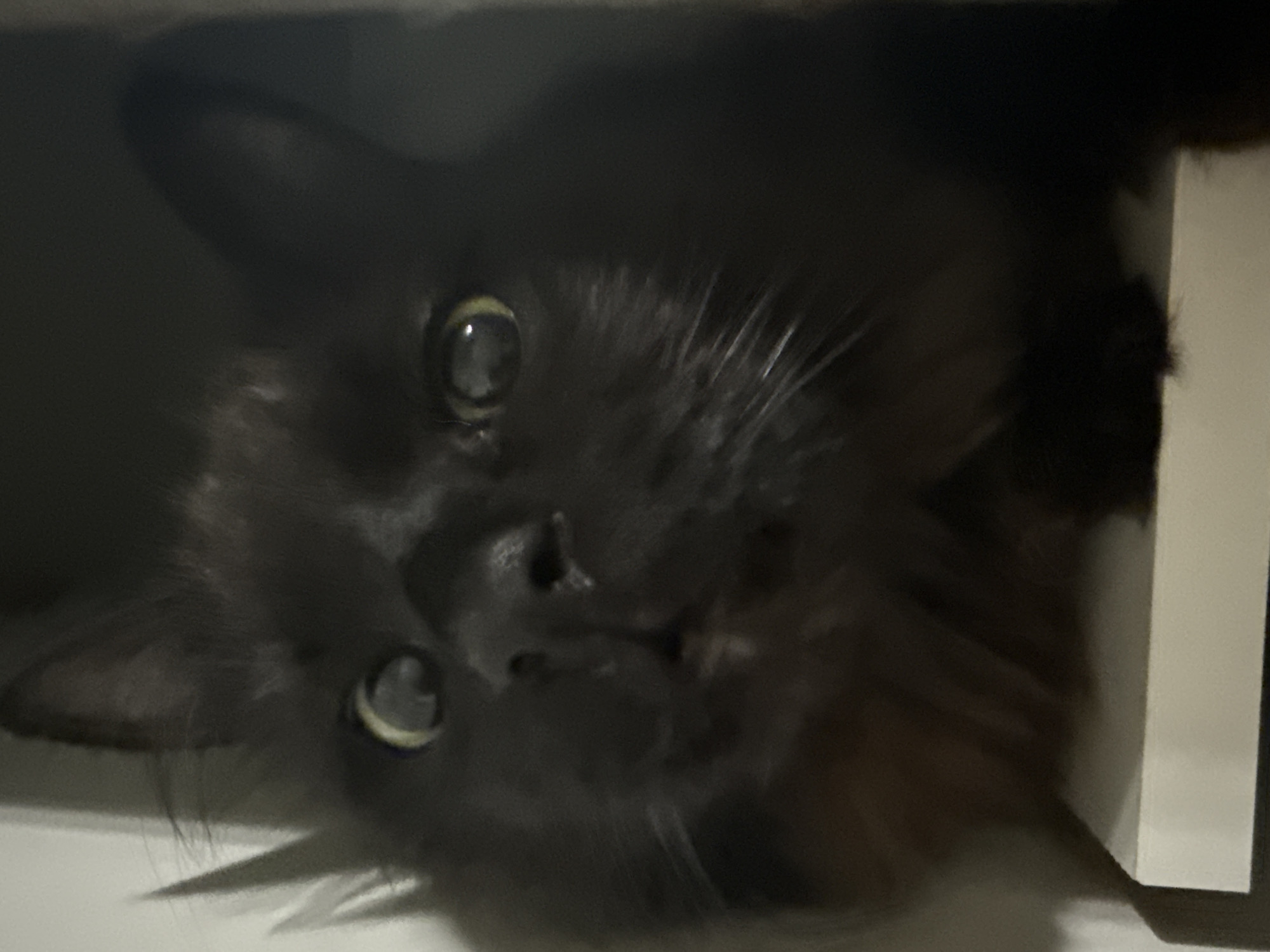 A dark-furred cat with large, round eyes is upside down. The cat is partially obscured by shadow and appears to be peering out from a dark, enclosed space. A white vertical surface is partially visible on the right.