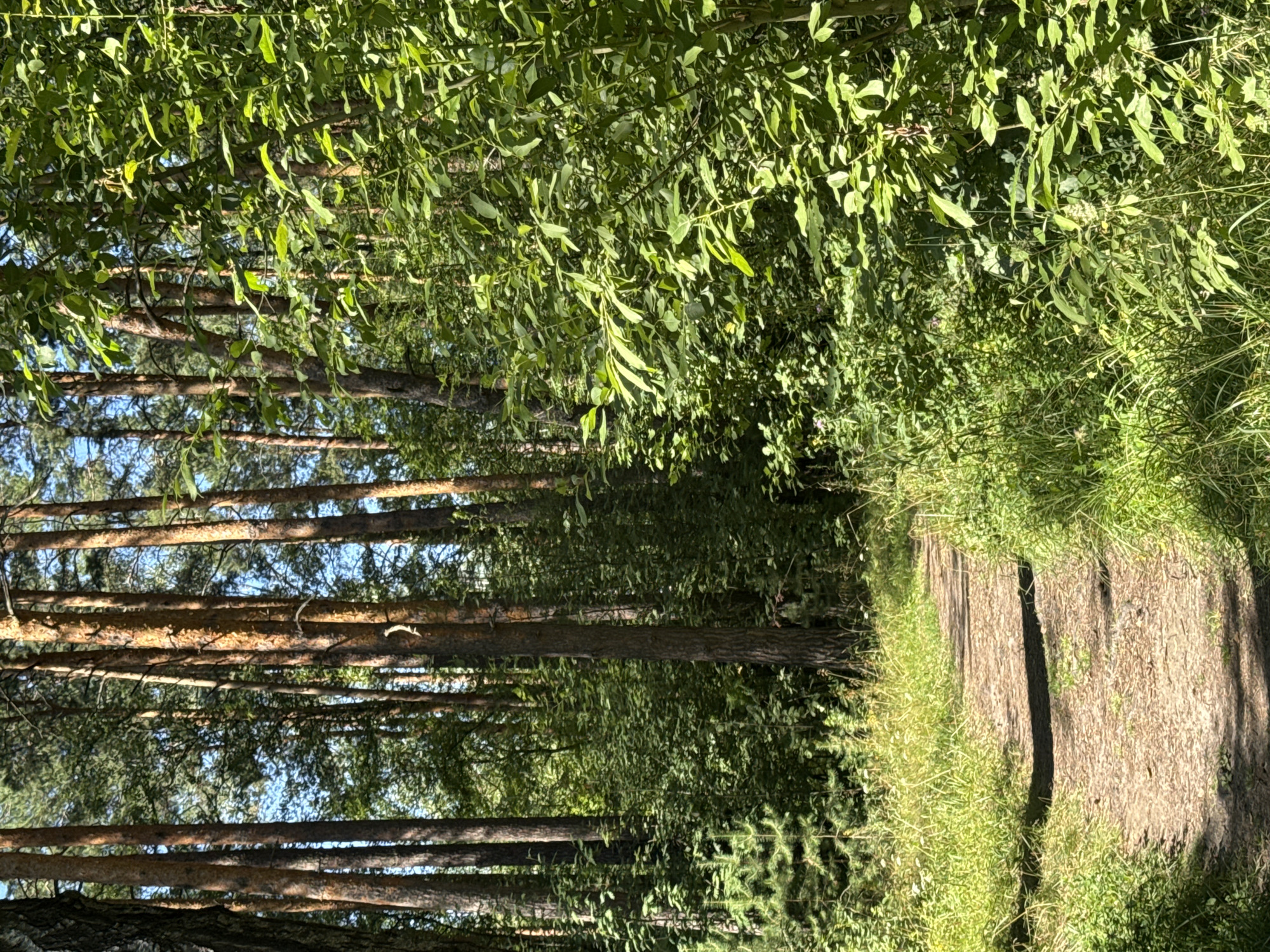 The image depicts a sun-dappled dirt path winding through a dense forest. Tall, slender pine trees with rough, reddish-brown bark dominate the scene, their trunks receding into the background. Lush green foliage, including bushes and smaller trees, flanks the path, creating a sense of depth and enclosure. Sunlight filters through the leaves, casting shadows and highlighting the vibrant green of the undergrowth. The path itself appears well-trodden, made of light-colored dirt and scattered with small stones and pine needles. The overall impression is one of a serene and natural forest environment, likely a walking trail or a less-trafficked area. The location is not specified, but the general description is consistent with many forested areas in and around Nizhny Novgorod, Russia.