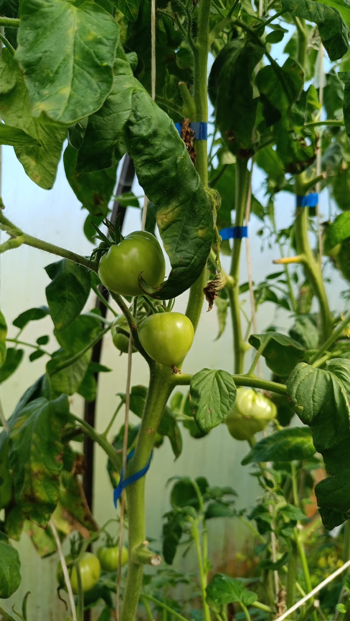A close-up, vertical shot captures several unripe green tomatoes on their vines. The tomatoes are various sizes, some slightly larger than others, with smooth, firm skins. The vines are thick and green, with some evidence of wilting or browning on the leaves. Blue ties are visible, securing some of the stems to support structures, likely within a greenhouse or similar controlled environment. The background is a soft blur of green foliage and a pale, possibly white or light blue, wall or ceiling, suggesting an indoor growing space. There are no people or animals present in the image. The image does not provide any information about the city of Karsha, Russia.