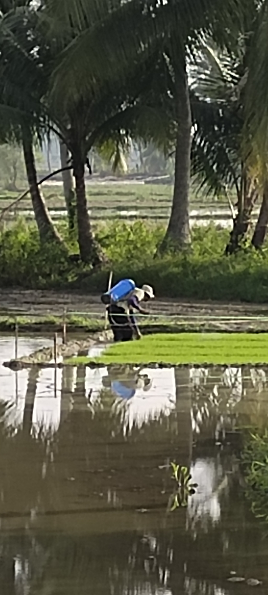 In Keudeteupinpunti, Indonesia, a person is seen working in a rice paddy field, characterized by rows of freshly planted green rice seedlings. The individual is wearing a hat and carrying a large blue tank on their back, likely a sprayer for pesticides or fertilizers. The surrounding environment features several palm trees, their fronds creating a dappled canopy, and other greenery. The rice paddy is partially flooded, creating a reflective surface that mirrors the sky, trees, and the person working. The scene is illuminated by soft, natural light, suggesting it is either early morning or late afternoon.