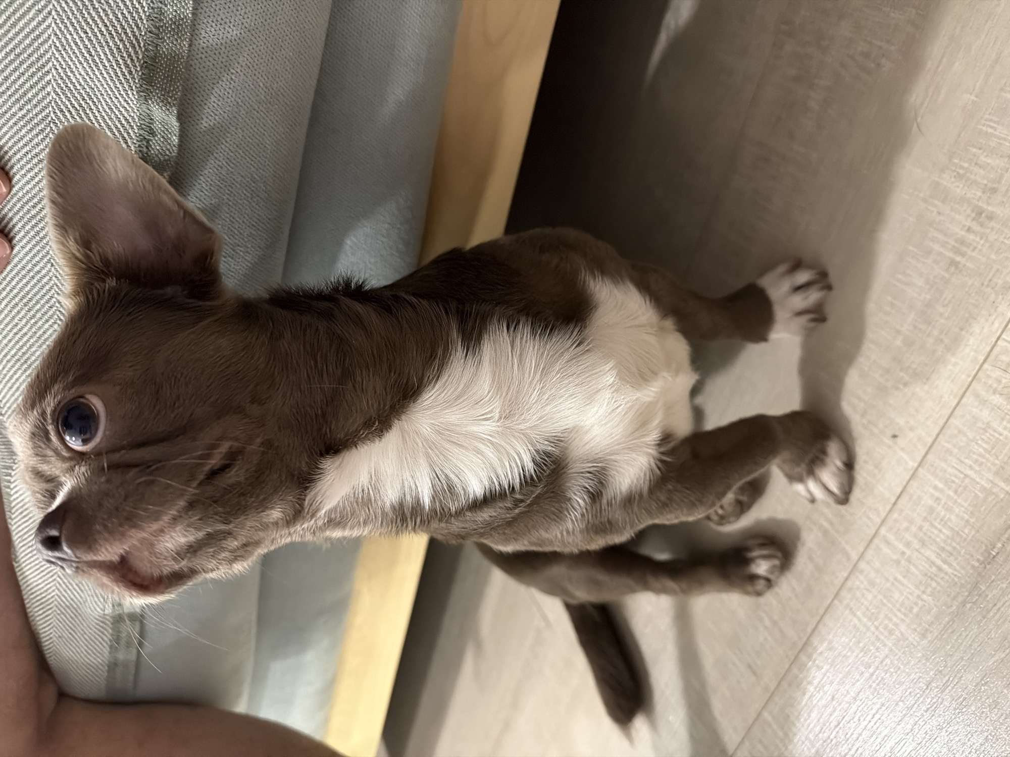 A small, brown and white Chihuahua-type dog is lying on its side, partially on a light-colored sofa or chair and partially on a light-colored, wood-look floor. The dog is positioned with its head near the sofa and its body extending towards the floor. The background includes a portion of the sofa with a textured, light-colored fabric. The scene does not provide sufficient information to confirm a location in Votkinsk, Russia. The image shows only the dog and its immediate surroundings within an interior space. No people are fully visible in the frame, although a partial view of a person's arm is visible in the lower left of the frame.