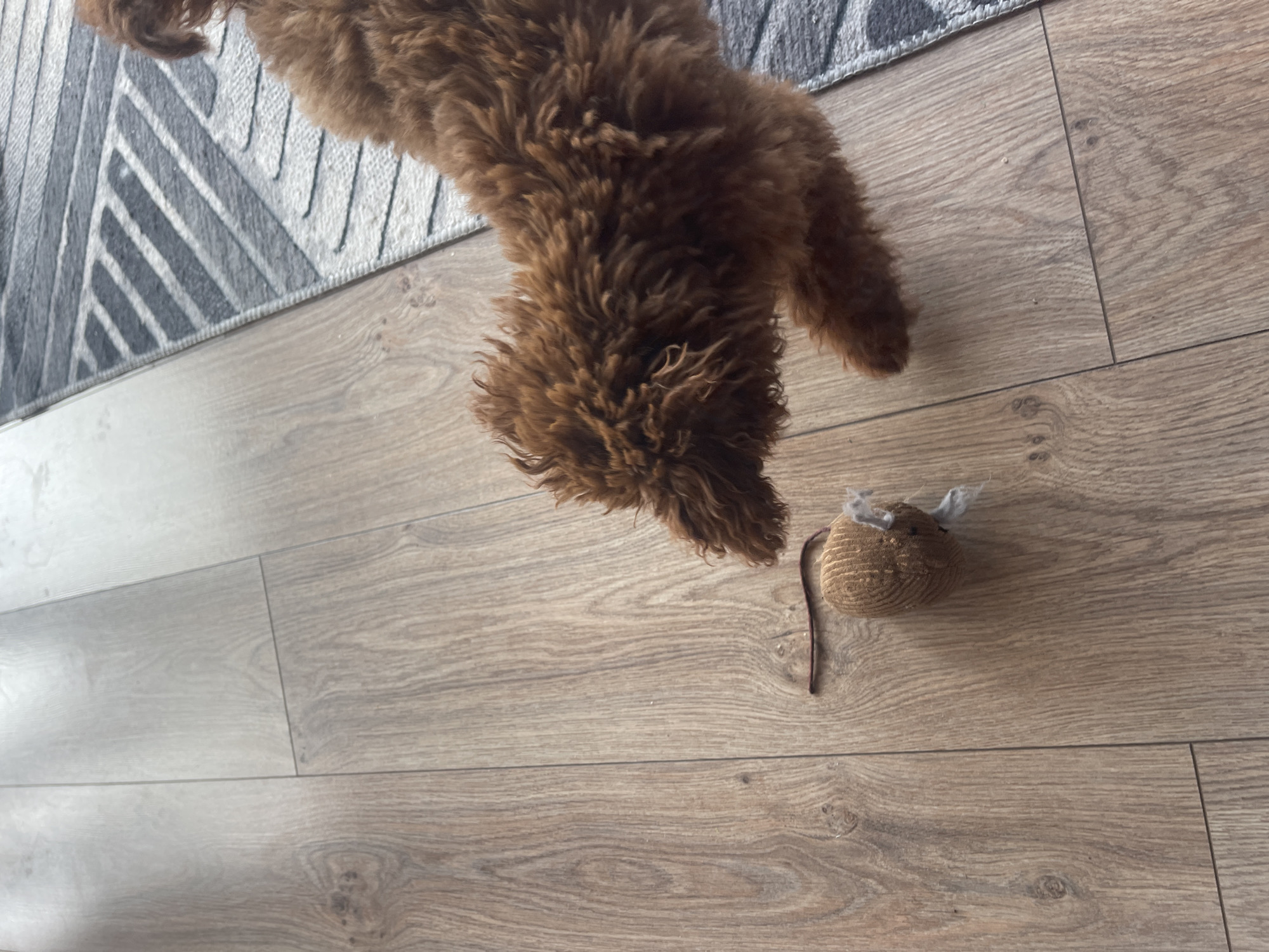 A brown, curly-haired dog stands on a light brown, wood-patterned floor next to a small, brown, toy mouse with a dark tail. The edge of a gray and white patterned rug is visible in the upper left corner of the image.
There is no information to suggest this image was taken in Sofia, Bulgaria.