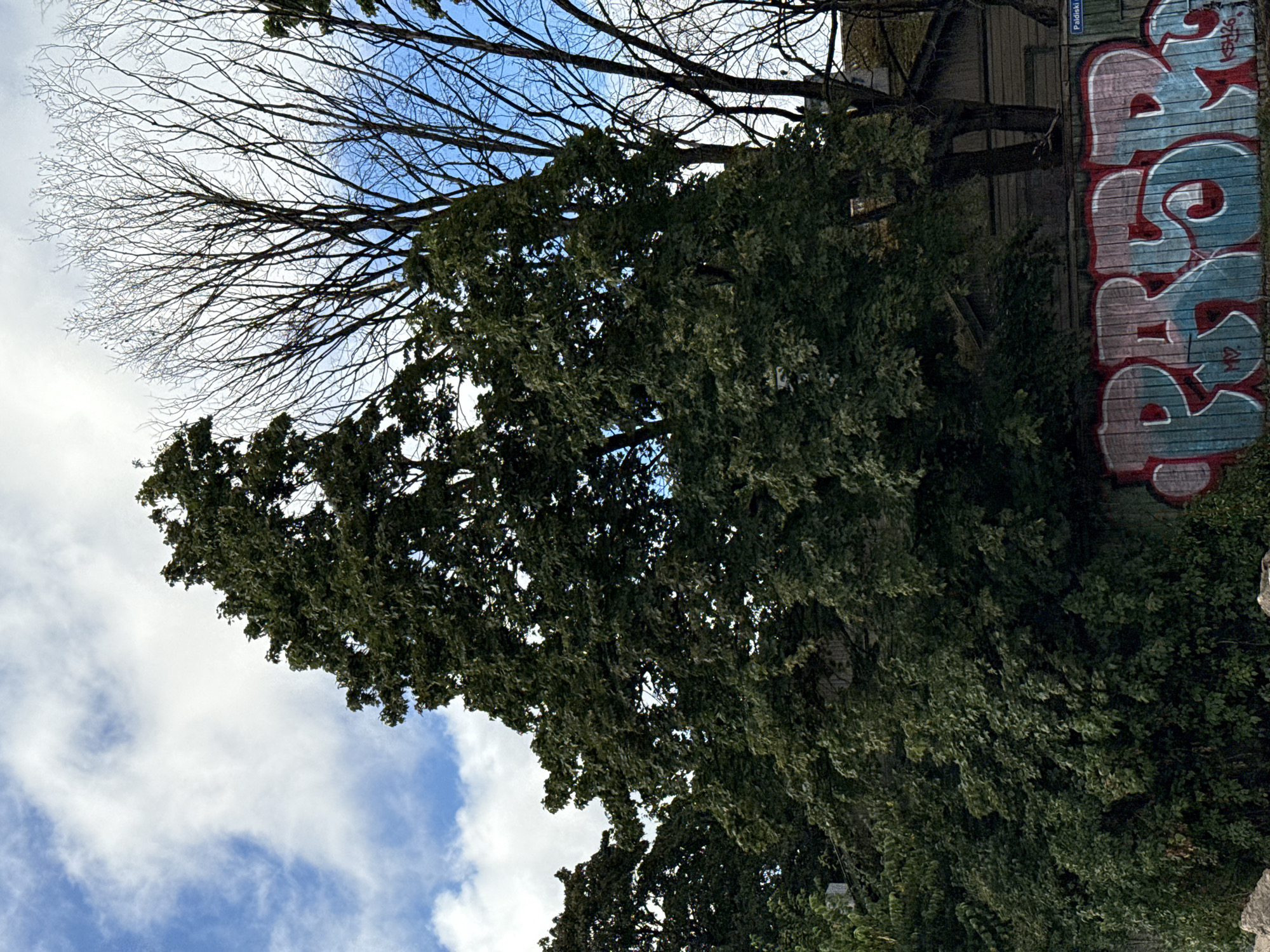 This media file shows an outdoor scene with a focus on trees and some graffiti on a building. The perspective is from below, looking up towards the sky and the branches of trees. One prominent tree in the foreground has dense, dark green foliage. Behind it, another tree displays bare branches, suggesting it might be winter or early spring. The sky is partly cloudy, with patches of blue visible through the branches.
To the right of the frame, a section of a building is covered in colorful graffiti. The graffiti features large, stylized letters in shades of pink and blue with red outlines. Some text is visible above the graffiti, including "Paidiaki" and "RS126," which are likely street names or identifiers related to the location. The overall impression is an urban or semi-urban environment where nature and human-made elements intersect. The lighting suggests it could be daytime, possibly overcast given the presence of clouds. The image captures a snapshot of the environment, without any people or specific events depicted.