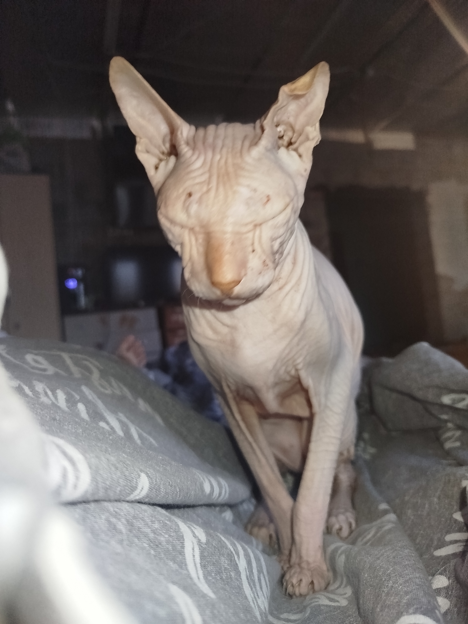 A light pink Sphynx cat is the primary subject in this indoor photograph. The cat is positioned centrally, looking directly at the camera with its head tilted slightly forward. Its ears are large and prominent. The cat's body appears thin, with visible wrinkles on its skin. It is sitting on a grey blanket with a white pattern. The background is dark and appears to be a domestic setting, possibly a living room or bedroom, with some blurred objects and a person partially visible. The scene is likely located in Zavodoukovsk, Russia, given the provided context, although there are no specific visual cues in the image to confirm this location.