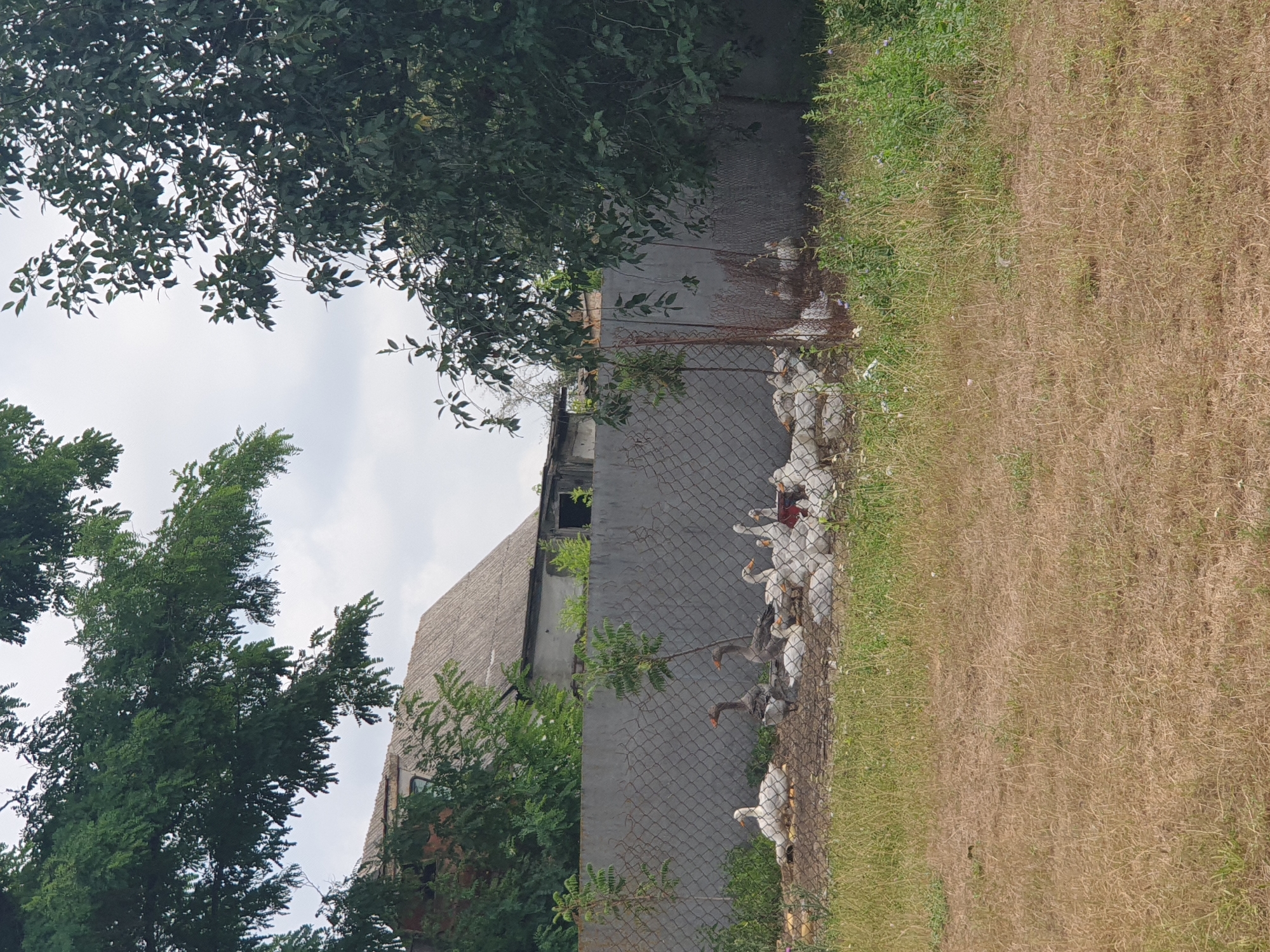 The image depicts an outdoor scene in Lozovyi Yar, Ukraine. In the foreground, dry, brown grass covers the ground. Behind the grass, a chain-link fence encloses an area where several geese are gathered. There are both white and grey geese visible within the fenced area. The ground inside the enclosure appears to be dirt and patchy grass. Beyond the fence, a grey concrete wall runs horizontally across the mid-ground. Small trees are planted in front of the concrete wall. In the background, a weathered building with a gray, textured roof is visible, partially obscured by green foliage. Large trees with dense green leaves frame the top and right sides of the image. The sky above is overcast.