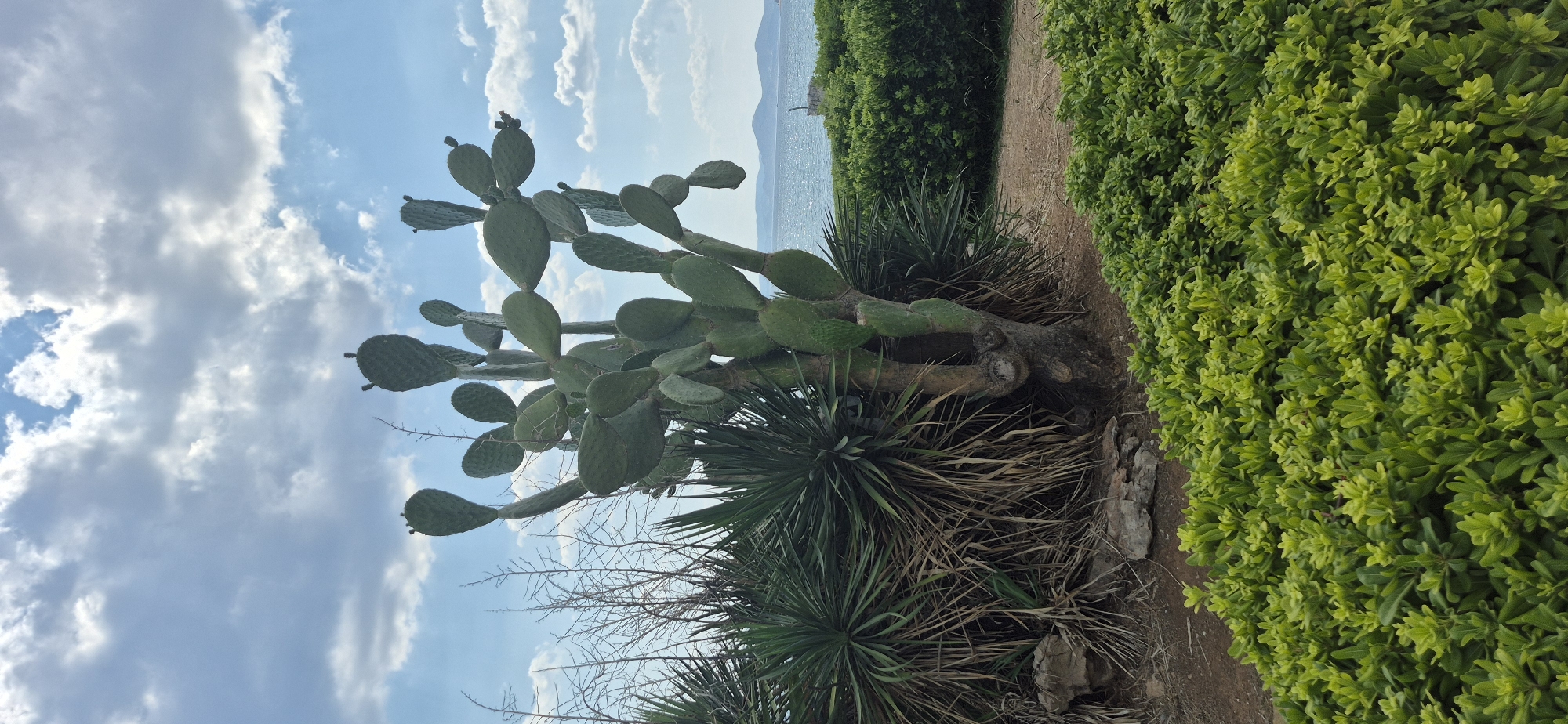 The image shows a prickly pear cactus standing tall in the foreground, with its broad, green pads reaching towards a sky filled with scattered clouds. Behind the cactus, a dense cluster of spiky plants, possibly agaves or yuccas, are visible. The ground in front of these plants is covered with a low-lying, vibrant green shrubbery, forming a neat border.
In the background, a calm blue sea stretches out, meeting a hazy horizon where distant islands or landmasses are faintly discernible. The water is slightly choppy, suggesting a gentle breeze. The overall scene evokes a coastal environment, likely in a Mediterranean setting. Given the context of Paleo Faliro, Greece, this image could depict a view from one of the coastal parks or promenades in the area, such as the Flisvos Marina or Edem Beach, where such vegetation and seaside views are common. There are no people or animals visible in the frame. The lighting suggests it is daytime, possibly late morning or afternoon, with the sun illuminating the scene from an unseen angle.