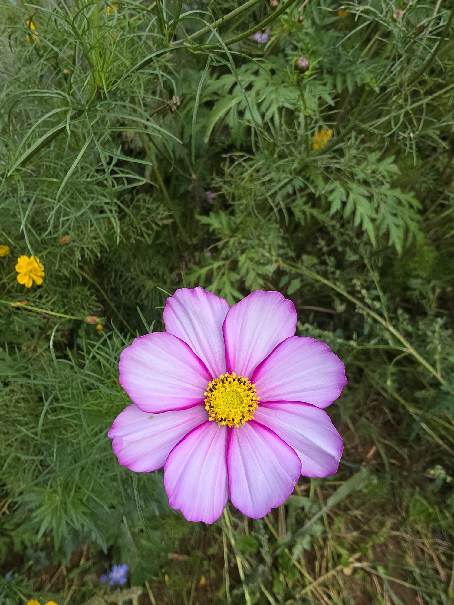 In the foreground, a single pink cosmos flower with a yellow center is in full bloom, its petals delicately tinged with a deeper pink at the edges. The flower is positioned slightly to the left of the center of the frame. Behind the flower, a dense green foliage of various plants creates a natural, untamed garden setting. Some smaller yellow flowers are visible in the background, adding pops of color to the verdant backdrop. The lighting suggests it may be a cloudy day or late afternoon, with soft, diffused light. There are no people or man-made objects present in the image, indicating a natural outdoor environment. The image appears to have been taken in a garden or park within the city of Речицы, Russia, given the presence of lush vegetation.