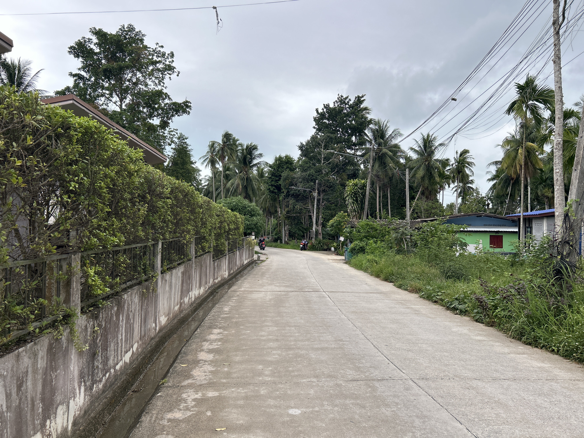 The image depicts a concrete road winding through a lush, tropical setting in ตำบลเกาะพะงัน, Thailand, under an overcast sky. The road, which shows signs of wear and some discolored patches, curves gently to the left and is flanked by dense vegetation.
On the left side, a well-maintained green hedge tops a concrete wall with dark metal railings, partially obscuring a building with a flat roof. A concrete drainage ditch runs along the base of this wall, appearing damp. Further along the road on this side, two motorbikes (scooters) are parked, hinting at nearby residences.
The right side of the road is less manicured, with overgrown grass, weeds, and various shrubs. Beyond this immediate greenery, a thick canopy of tropical trees dominates the landscape, featuring numerous tall palm trees, likely coconut and possibly betel nut, intermingled with other broadleaf trees. Utility poles are prominent on the right, burdened with a tangled array of overhead electrical and communication wires that stretch across the upper portion of the frame. Some debris can be seen hanging from these wires.
In the distance on the right, several small buildings are visible through the trees. One stands out with a bright green exterior and a red window. Another building features a blue roof, and a nearby grey/white structure clearly displays the numbers "5933."
The scene captures a peaceful, possibly semi-rural residential area. The overcast conditions suggest a cloudy day, creating diffused lighting. No people or specific activities are present, giving the impression of a quiet moment in a warm, humid environment.