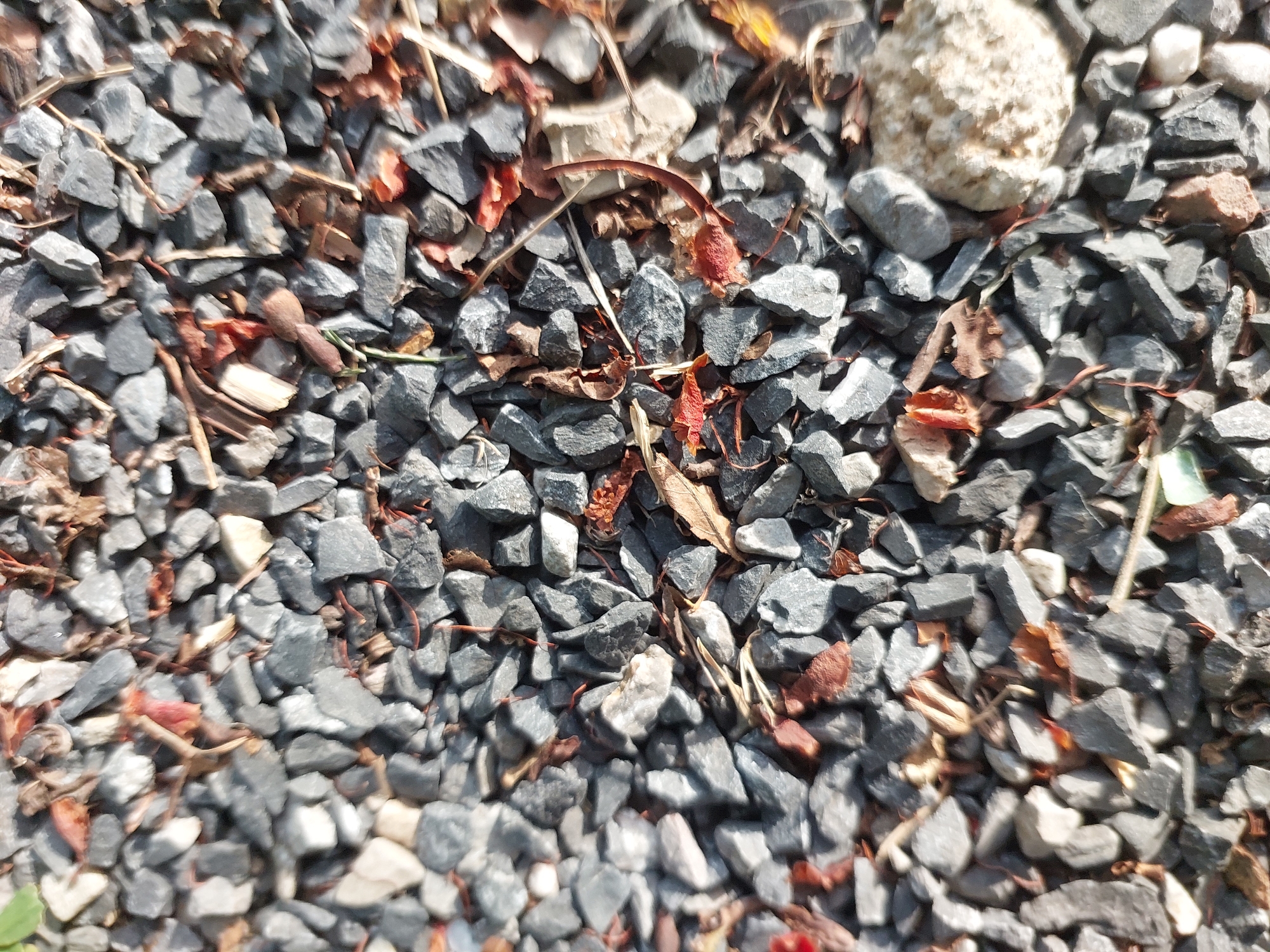 The image displays a close-up, overhead view of a surface covered in small, gray gravel and scattered dry leaves and twigs. In the center of the frame, two small, reddish-orange insects are visible, positioned amidst the gravel and debris. The lighting suggests an outdoor environment, with shadows cast by the gravel and some dry plant matter. The scene is located in Baan Mae Nam, Thailand.