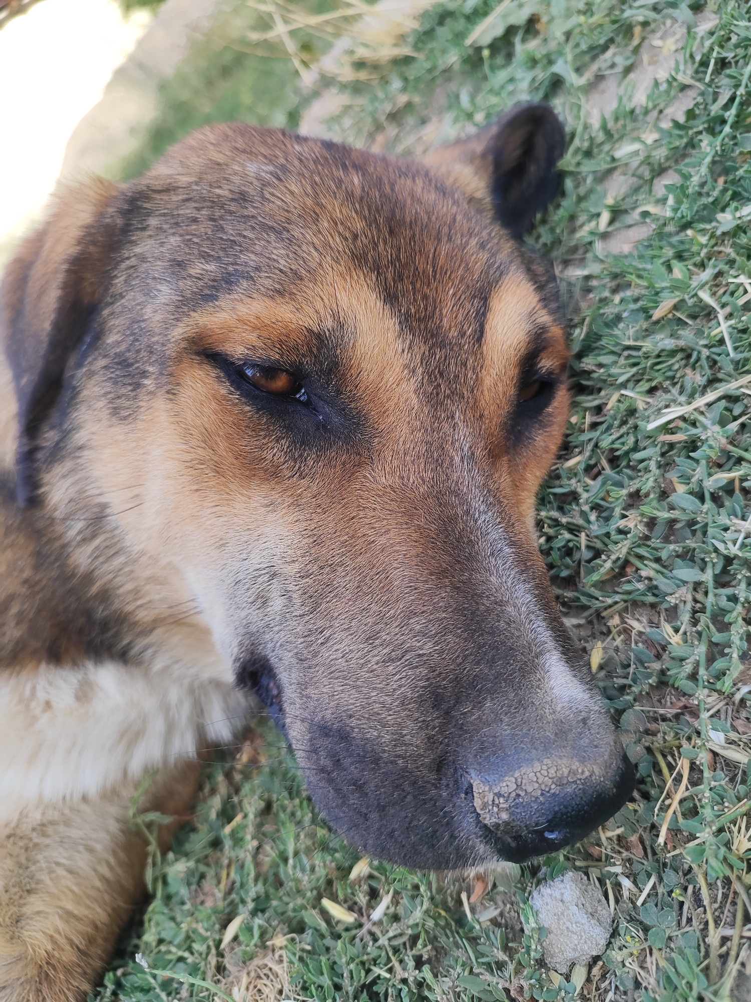 A close-up, eye-level shot shows the head of a brown and tan dog resting on green grass and dirt in Sultonobod, Tajikistan. The dog's eyes are partially closed, and its nose is visible, appearing dry and cracked. Blades of grass and small pebbles are scattered around the dog. The background is out of focus, with hints of bright sunlight and greenery.