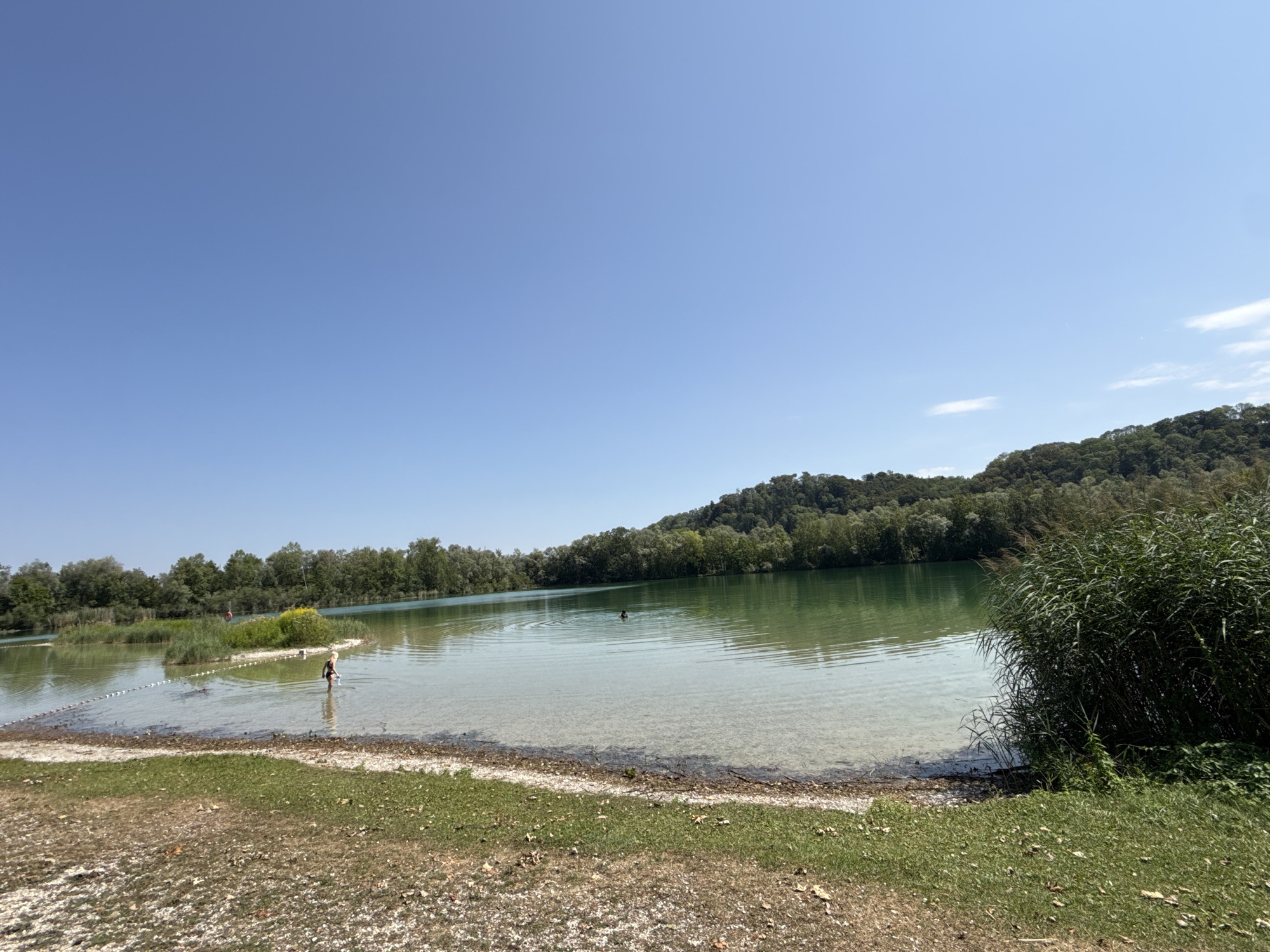 The image depicts a sunny day at a lake. The water is clear and shallow near the shore, with a sandy and pebbly bottom visible. In the middle distance, a person is wading in the water. Further out, another person is swimming or floating. The lake is surrounded by dense green trees, with a rolling, tree-covered hill forming the backdrop. Reeds grow along the right side of the lake in the foreground. The sky is a clear, bright blue. The scene appears to be a natural or semi-natural recreational area.