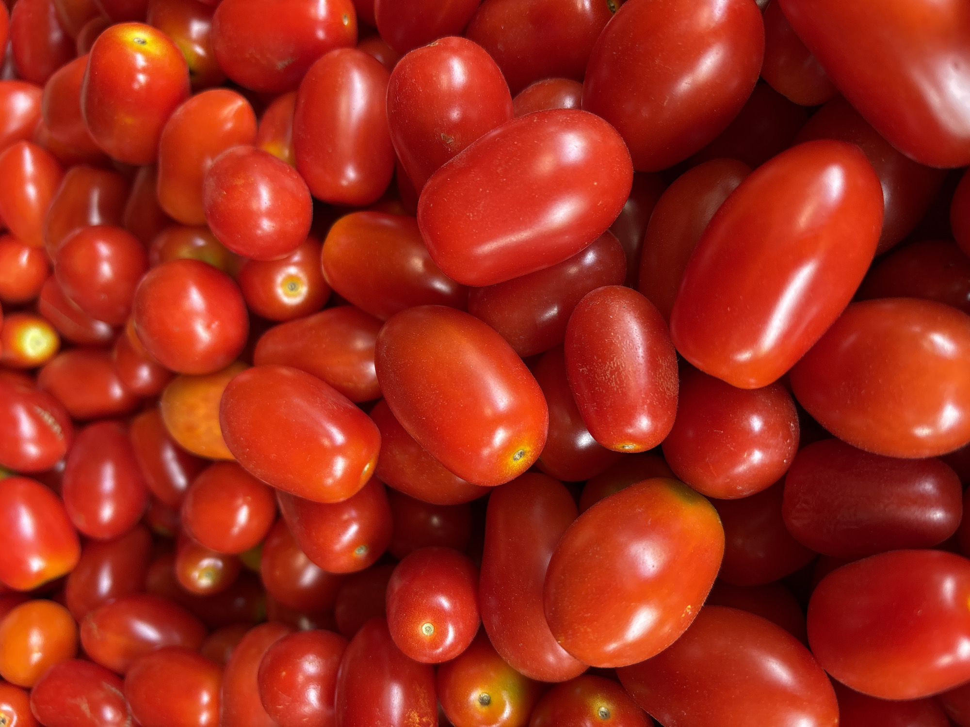 A high-angle, close-up shot fills the frame with a pile of ripe, red, oblong tomatoes. The tomatoes are densely packed, creating a rich texture of smooth, glossy skins reflecting light. Some tomatoes show a slight orange hue, indicating varying degrees of ripeness. The scene is consistent with a produce display at a market or grocery store. No location in Zvenigorod, Russia, is discernible from the image.