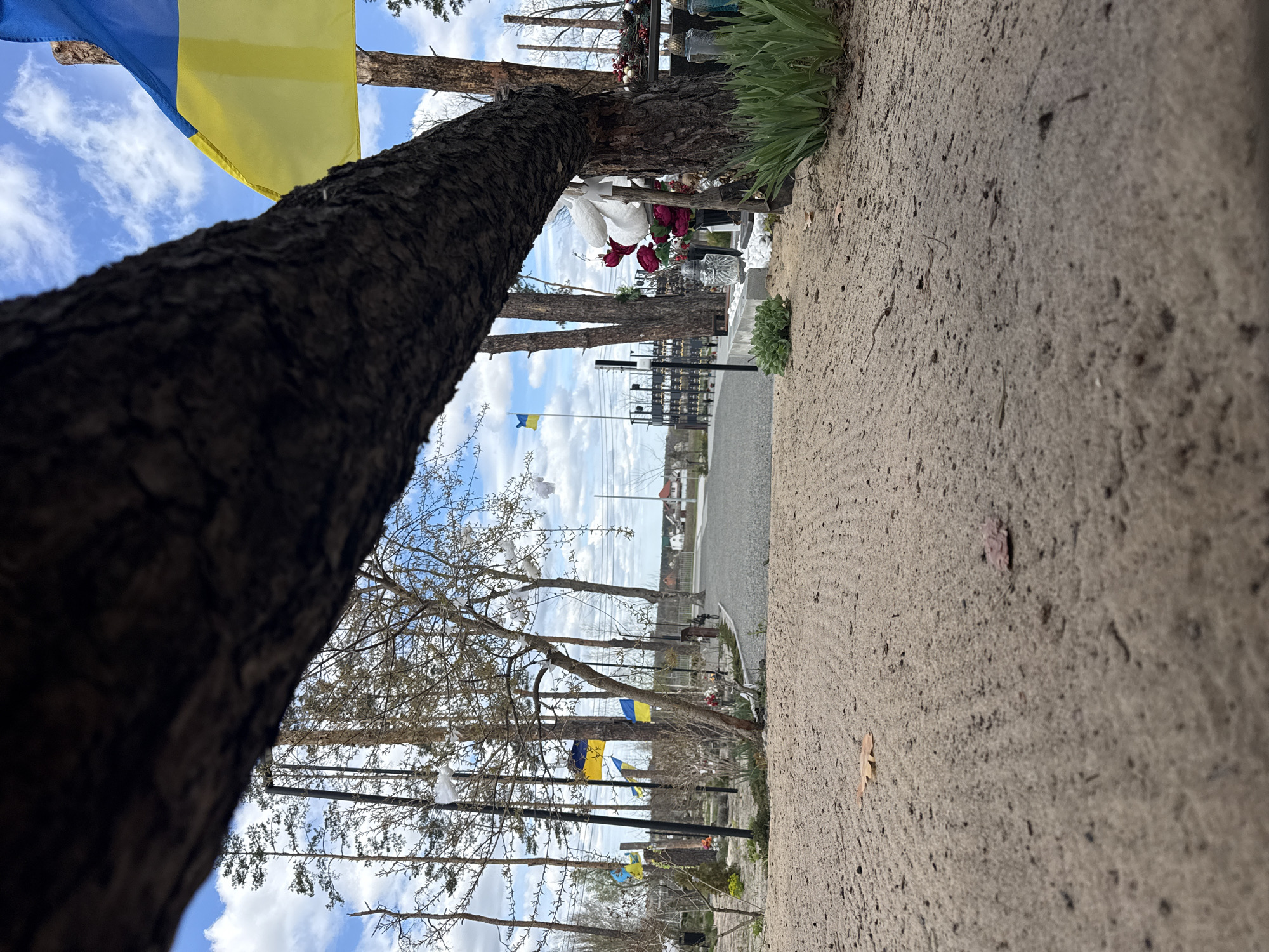 This image captures a solemn outdoor scene in Moshchun, Ukraine, likely a cemetery or memorial site, imbued with national pride and remembrance. The composition is angled, with a large, dark tree trunk in the left foreground extending diagonally across the frame. Its rough, textured bark is a prominent feature.
To the right, a light-colored, granular path or ground surface fills the right foreground, showing small debris and a few scattered dry leaves.
In the midground, beyond the large tree, numerous smaller trees, mostly bare or with sparse early spring foliage, are visible. Throughout this area, multiple Ukrainian flags (blue and yellow) are prominently displayed; some are tied to tree branches, while others fly on flagpoles, gently waving. These flags are a strong symbol of national identity and resilience.
Interspersed among the trees are what appear to be grave markers or memorial structures. On these, various decorations are placed, including artificial flowers in white and dark red, and clear glass lanterns or candle holders, signifying remembrance. Some bare tree branches in the midground also hold white plastic bags or fabric pieces caught in them.
The background reveals more distant trees and, further back, a glimpse of a road or pathway leading towards scattered buildings or houses. The sky is bright blue with scattered white clouds, indicating clear daytime conditions. The overall mood is one of quiet dignity and remembrance, deeply connected to the context of Moshchun and Ukraine's recent history. No legible text is visible within the image.