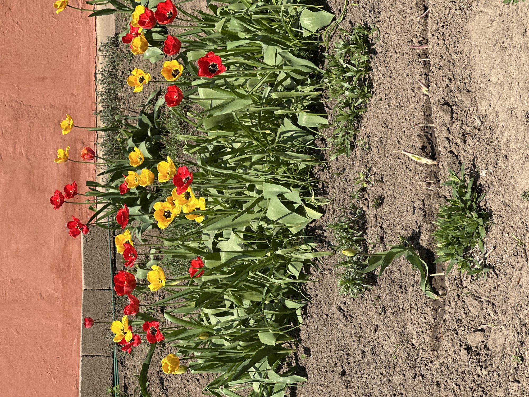The image depicts a flower bed alongside a building in Chaikovsky, Russia. The building has a brick or stone facade and a light orange exterior wall. The flower bed contains red and yellow tulip flowers. The ground is bare in some areas, with other areas covered in greenery and mulch. The soil appears dry. There are no people visible in the image.