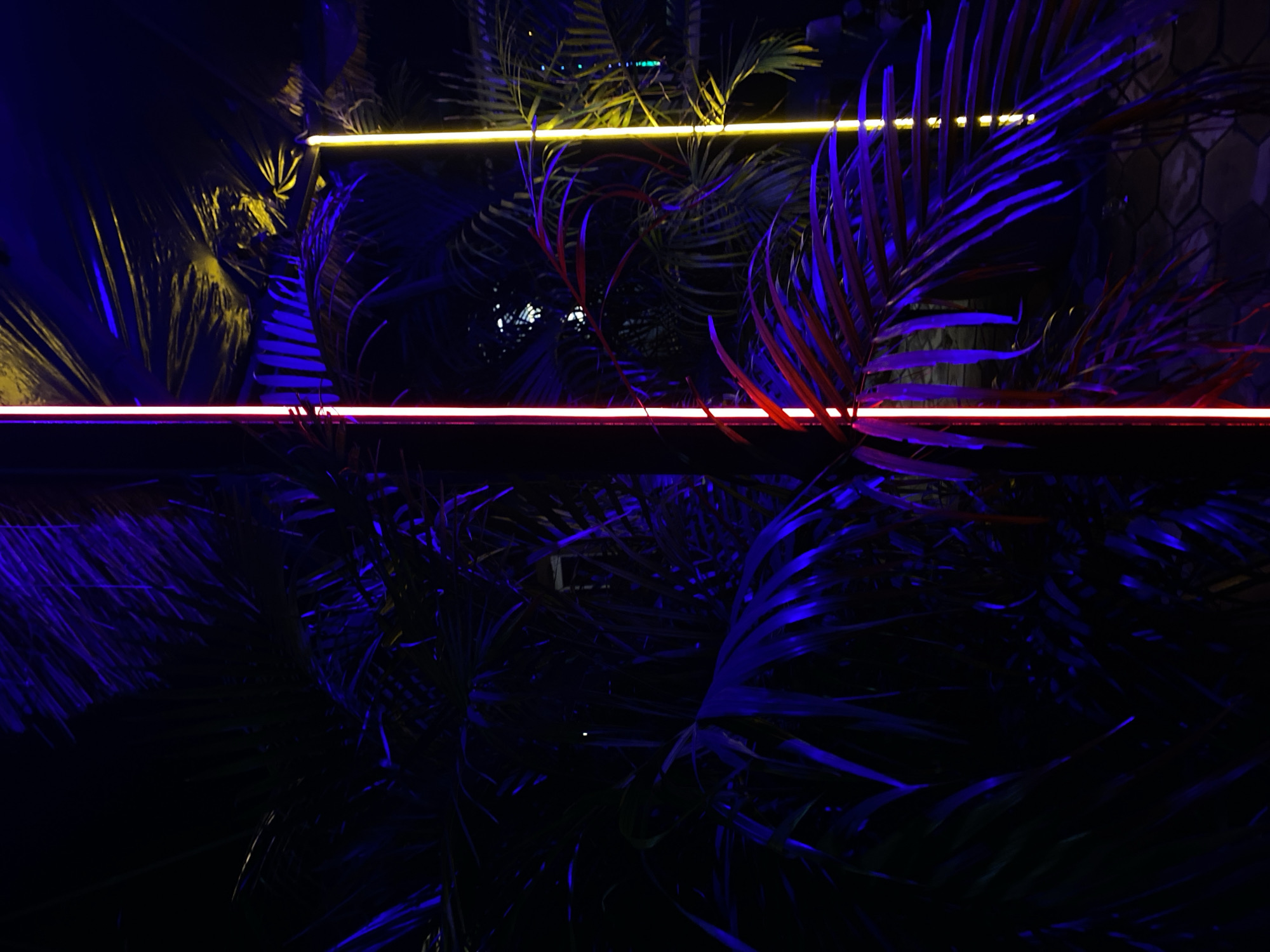 In Gura Top, Nigeria, this image captures a dark outdoor scene illuminated by vibrant neon lights that highlight palm fronds. A prominent vertical red-toned neon light runs down the left side of the frame, casting a glow on the deep purple and blue hues of the surrounding foliage. To the right, a thinner, bright yellow neon light also stands vertically, adding another layer of color and contrast. The lighting creates a dramatic, almost otherworldly atmosphere, with shadows obscuring much of the background details. The texture of the palm leaves is emphasized by the interplay of light and shadow, revealing intricate patterns and shapes. The ground below is paved with hexagonal stones, also faintly lit by the neon glow. No people are visible in the image.
