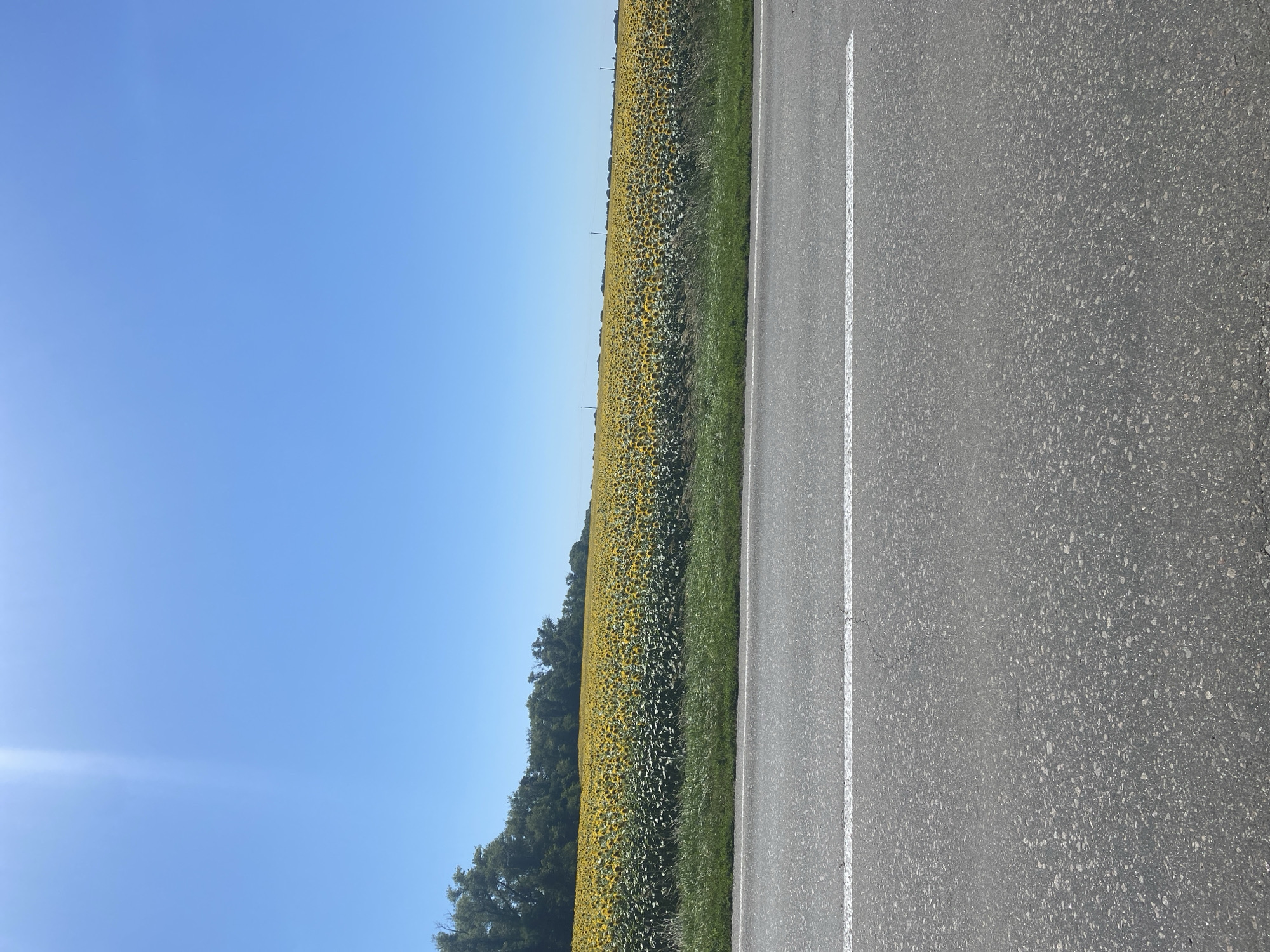 The image depicts a bright, sunny day in Myrne, Ukraine. In the foreground, a paved road with a white lane marker runs horizontally across the frame. Beyond the road, a vast field of sunflowers stretches into the distance, their yellow petals creating a vibrant carpet. The field is bordered by a line of lush green trees and foliage. The sky above is a clear, brilliant blue, with a hint of sunlight glinting from the upper left corner. No people or animals are visible in the scene. The overall impression is one of a serene rural landscape under a perfect summer sky.