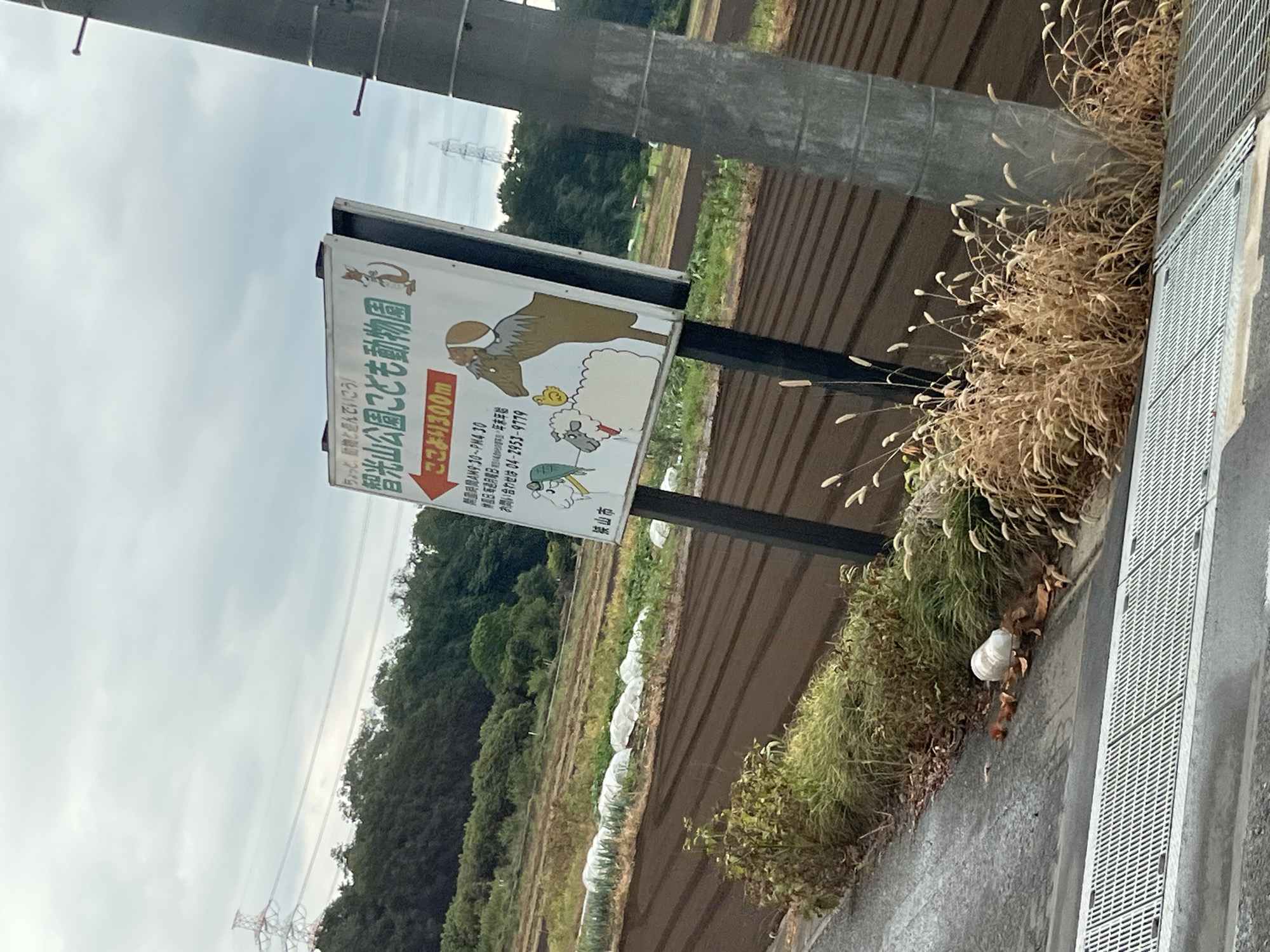 This is a medium-angle, eye-level outdoor photograph taken on an overcast day in Sayama, Japan. The primary subject is a white directional sign with Japanese text and illustrations of cartoon animals, including a horse, a sheep, a chicken, and a kangaroo. The sign indicates that the "Chikozan Park Children's Zoo" is 300 meters ahead and provides opening hours and a contact phone number. The sign is mounted on two dark posts.
To the left of the sign, a tilled field with rows of crops covered by white plastic sheeting stretches into the background. Beyond the field, a dense line of trees forms a natural border, with a power line pylon visible in the distance.
The foreground of the image features a paved surface on the left, resembling a road or pathway, with a metal grate drain. Dry grass and weeds grow along the edge of the pavement. A discarded white plastic bottle lies on the ground among fallen leaves. To the right of the sign, a large, grey concrete utility pole dominates the right side of the frame, partially obscuring the background. The overall environment suggests a rural or semi-rural setting on the outskirts of a city.