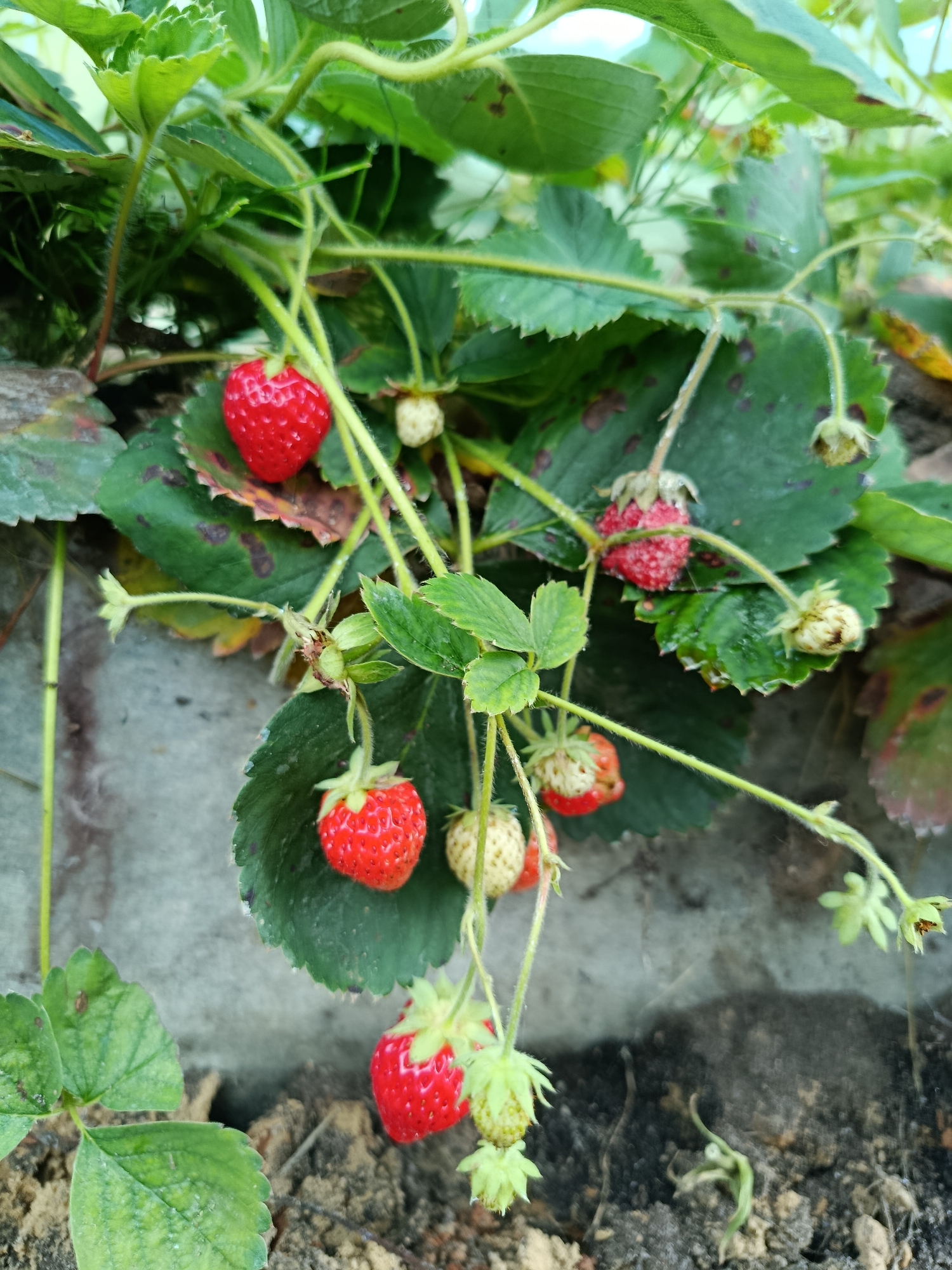 The image depicts a close-up view of a strawberry plant with several ripe and unripe strawberries. The plant has green leaves, some of which show signs of browning or spotting. Red, ripe strawberries are visible, along with some that are pale green or white and unripe. The plant is growing near a rough, grey concrete surface, with dark soil and some dry vegetation at the bottom of the frame. The scene is outdoors, with natural lighting. There are no people visible in the image. The location is described as being in the city of Vereya, Russia.
