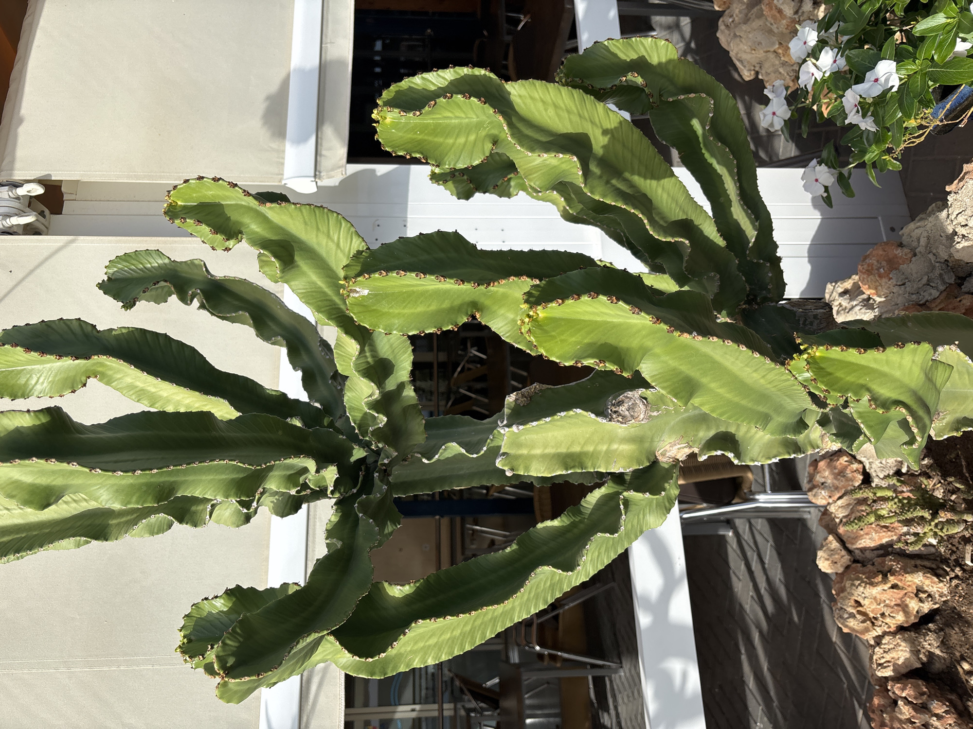 A large, green, crested cactus stands prominently in the foreground, its sculptural, wavy arms reaching upwards and outwards. The cactus is planted in a bed of reddish-brown rocks and dark soil. To the right of the cactus, a cluster of small white flowers with pink centers blooms. In the background, a white building with cream-colored awnings is visible. Outdoor cafe seating, with tables and chairs, can be seen through a glass-paneled doorway. The scene is illuminated by bright sunlight, casting shadows on the ground. This image was likely taken in a public outdoor area of Orihuela, Spain, possibly a street cafe or a courtyard.