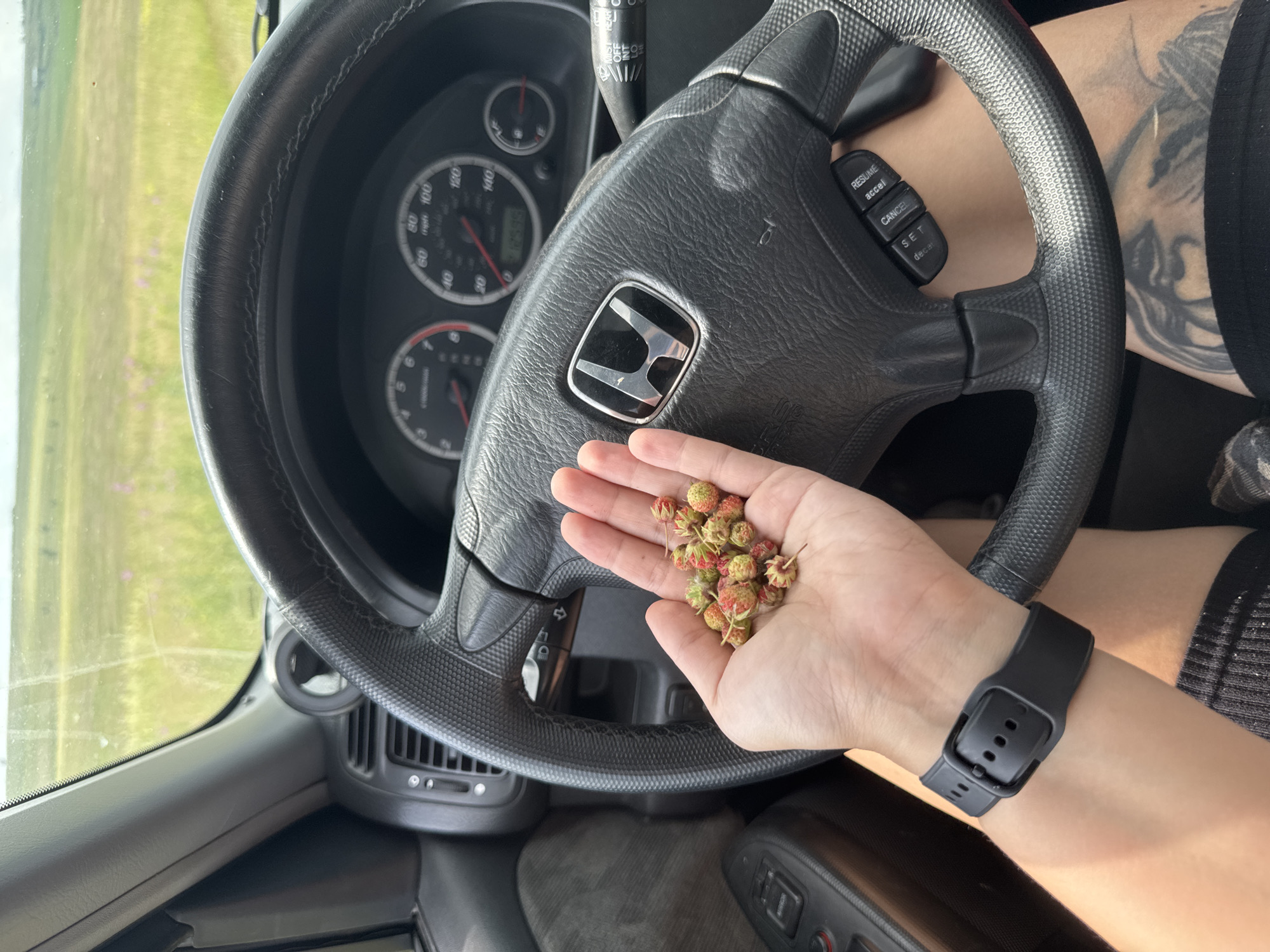 A first-person perspective shot shows a hand holding a cluster of wild strawberries while inside a car. The hand is positioned in the foreground, slightly to the left, and the strawberries are a mix of red and green hues. The car's steering wheel, with a Honda emblem, is prominent in the center of the frame. The dashboard, including the speedometer, is visible behind the steering wheel. The background is a blurry view of a grassy field with scattered pink flowers, suggesting an outdoor, possibly rural setting. The overall lighting suggests it is daytime. The location is not discernible from the image itself.