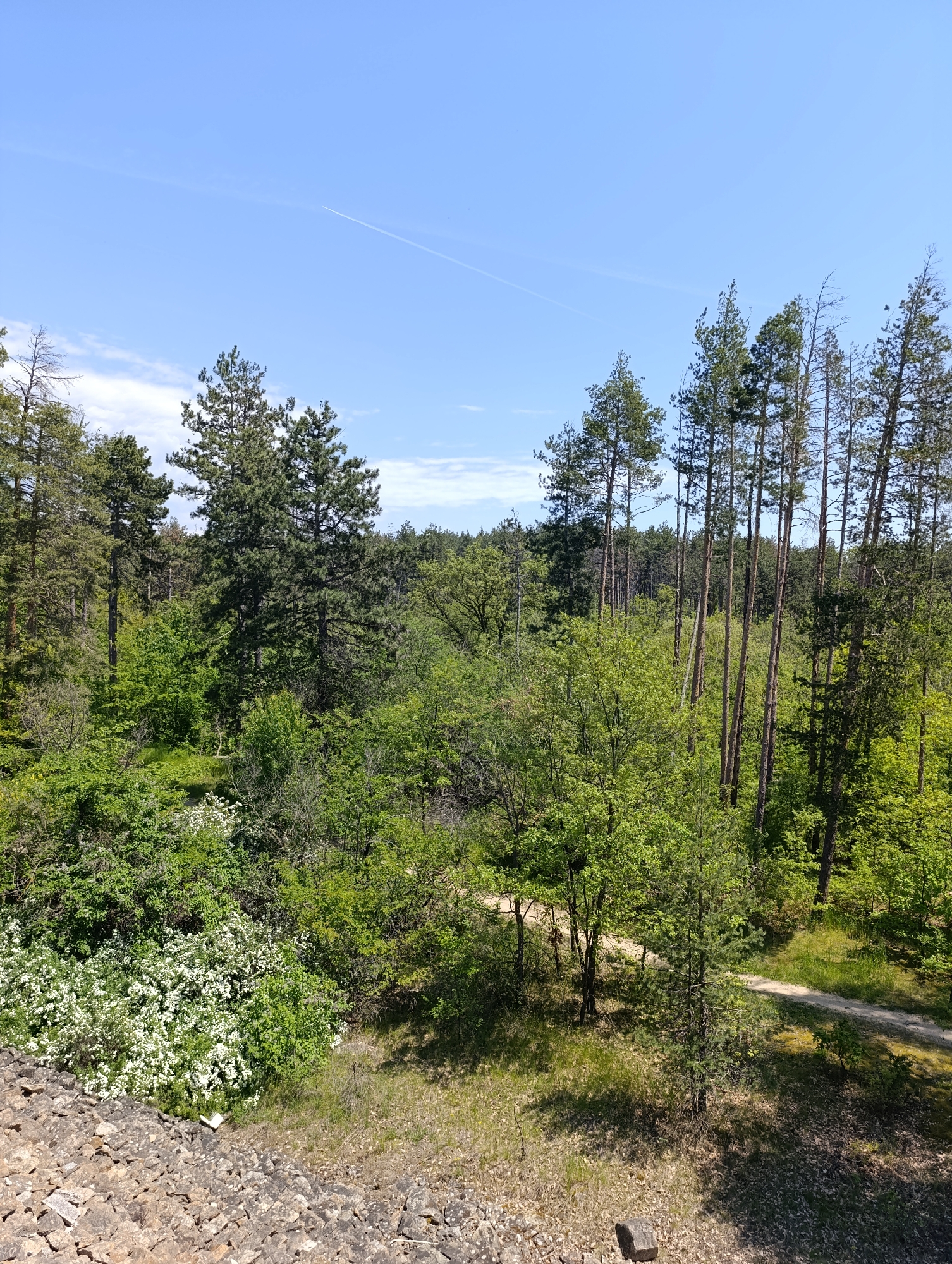 The image depicts a dense forest under a clear, blue sky with a faint contrail visible overhead. The scene is likely in a rural or wilderness area, as there are no signs of urban development. The foreground features a rocky, possibly excavated area, suggesting a quarry or other industrial site. Vegetation is varied, with both deciduous and coniferous trees present. A small, sandy path is visible in the middle-right of the frame, winding through the trees. There are no people visible in the scene. The photo appears to be taken from an elevated position. The city and specific location are not identifiable from the image.