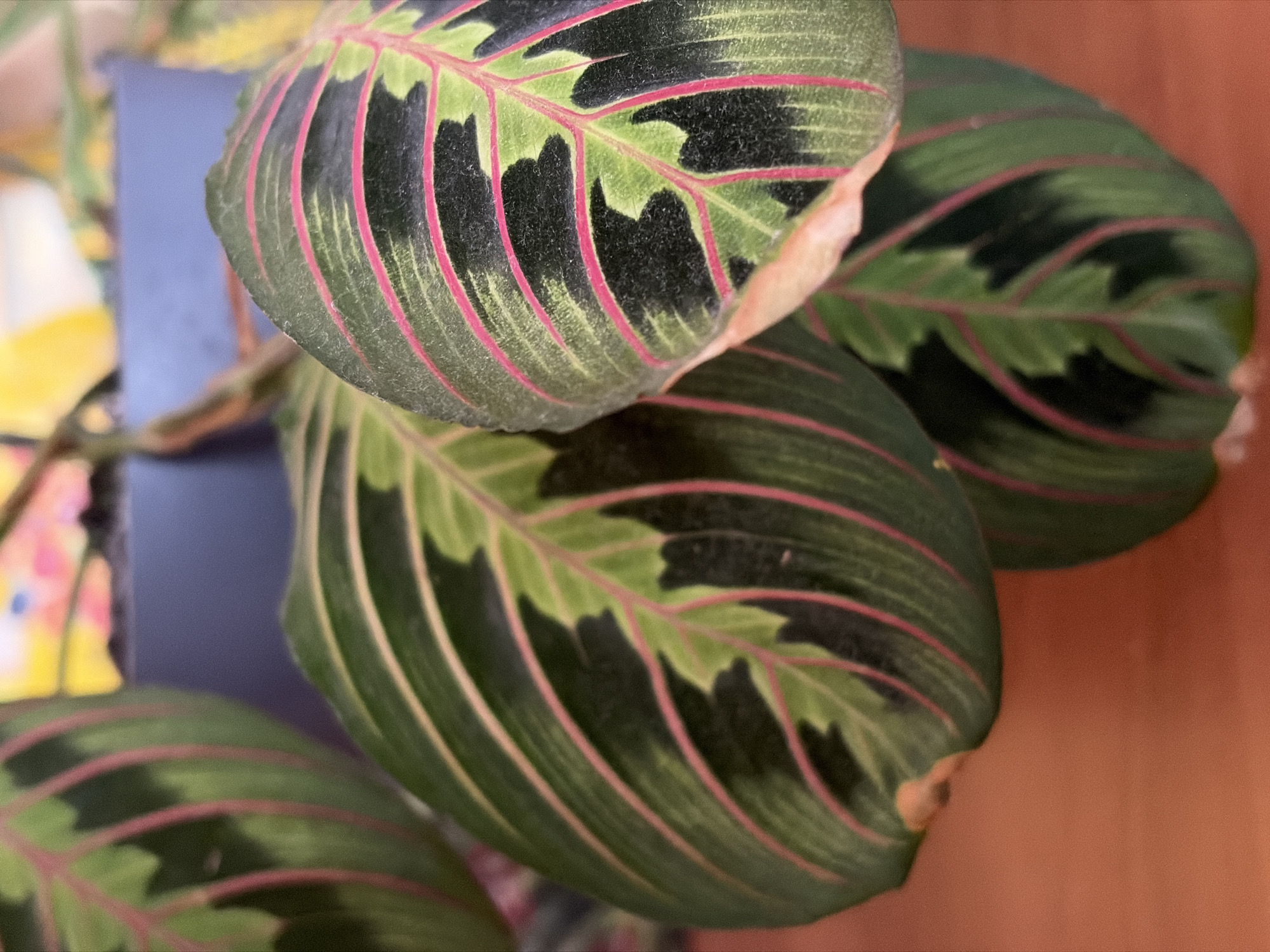 The image is a close-up of several leaves of a Maranta leuconeura, commonly known as the Prayer Plant. The leaves are dark green with distinct red veins and lighter green patterns. The texture of the leaves appears somewhat fuzzy. In the background, a dark blue pot is visible, with blurry yellow and pink elements suggesting other plants or decor. The foreground and surface beneath the leaves appear to be a reddish-brown wooden surface. The lighting is natural and casts soft shadows. The image is focused on the detail and patterns of the leaves, with the background out of focus. The location is described as Unknown, Unknown.