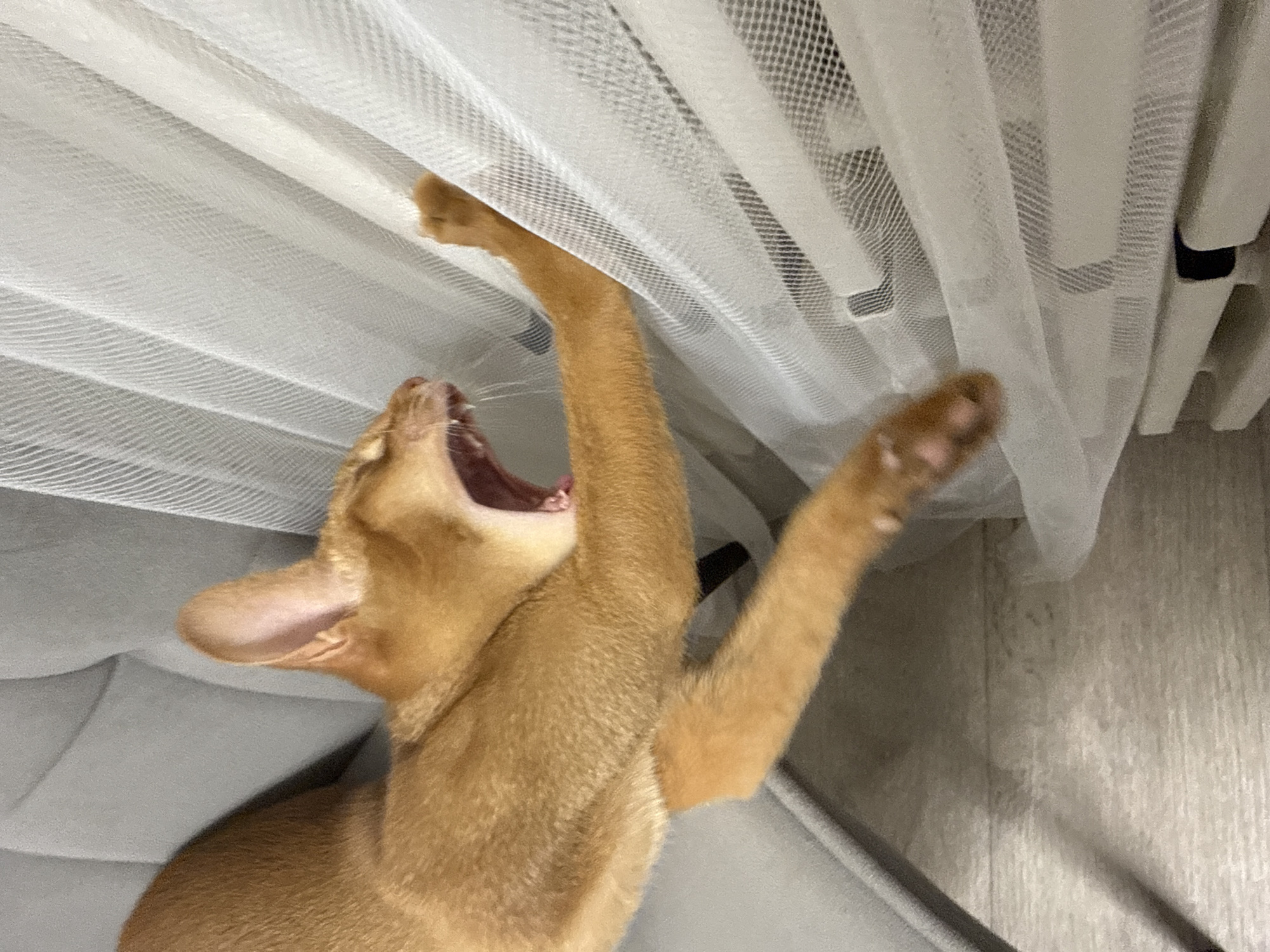 A ginger cat is captured mid-yawn, its mouth wide open and teeth visible, as it reaches up with its front paws towards a white, translucent curtain. The cat's body is mostly visible, with its fur a warm, reddish-brown. One of its front paws is extended upwards, grasping at the fabric of the curtain, while the other is also raised, though not making contact. The curtain appears to be ruffled and hangs in pleats, obscuring the background. The cat's head is angled towards the viewer, revealing its pink tongue and the inside of its mouth. The setting appears to be indoors, with a soft, textured gray surface visible beneath the cat, possibly upholstery or a blanket. The floor in the background has a light wood grain pattern. The lighting suggests it could be daytime, with soft light illuminating the scene. There is no visible text in the image. The cat's expression is one of a large yawn, which can sometimes convey tiredness or even a moment of playful energy. The overall impression is a candid shot of a cat engaged in a common feline behavior.