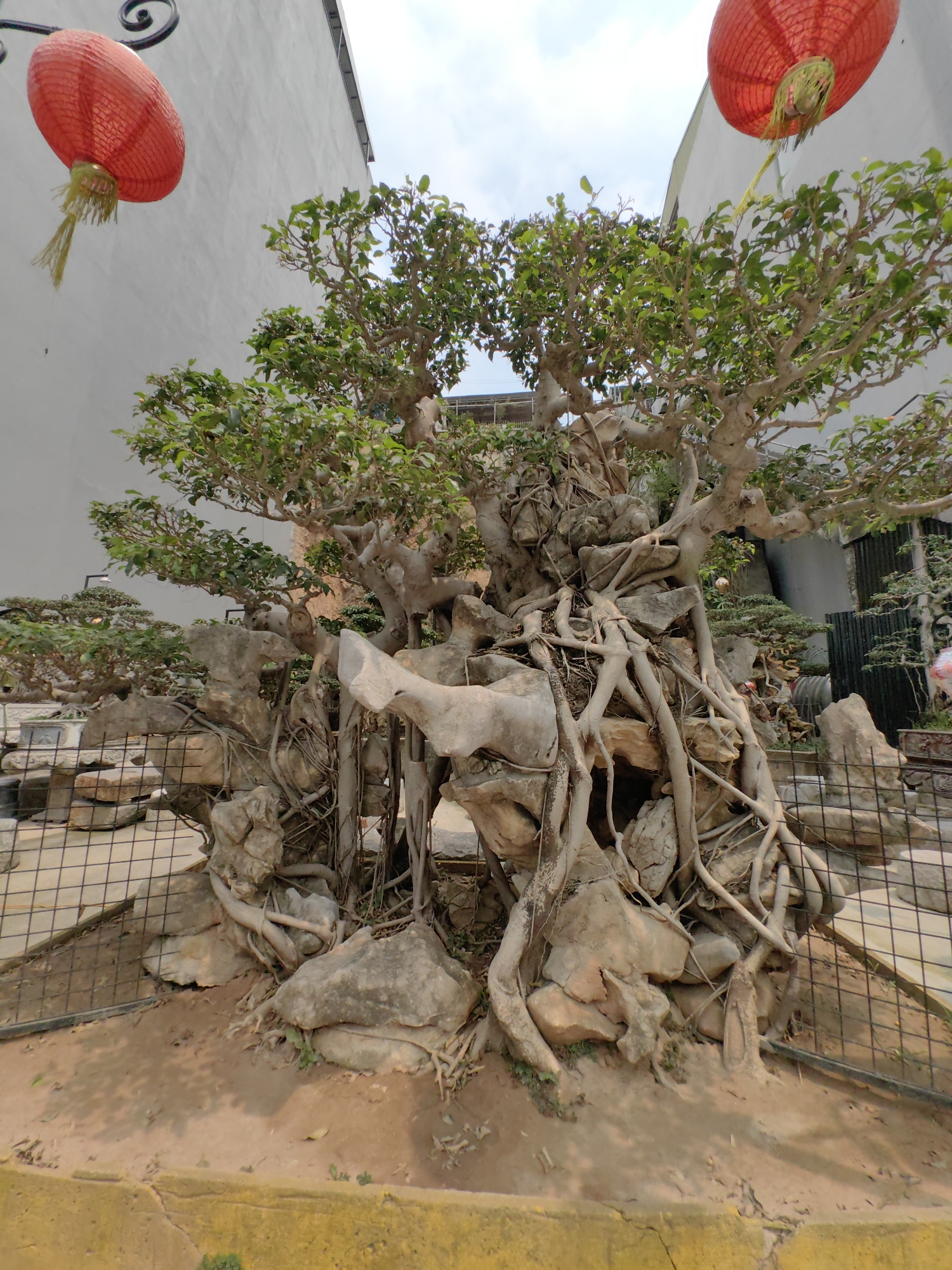 Captured in Hong Gai Ward, Vietnam, the image features a mature bonsai tree intricately entwined with rocks, and surrounded by a fence. The tree's roots are draped over and around the rocks, creating a unified, sculptural display. In the background, the edges of other bonsai trees are visible, indicating a bonsai garden setting. Above the tree, two red lanterns add a decorative touch, contrasting with the neutral tones of the tree, rocks, and fence. A white building is visible in the background, with a partly cloudy sky above. The foreground shows the ground around the tree, which is dirt. A yellow border outlines the fenced area.