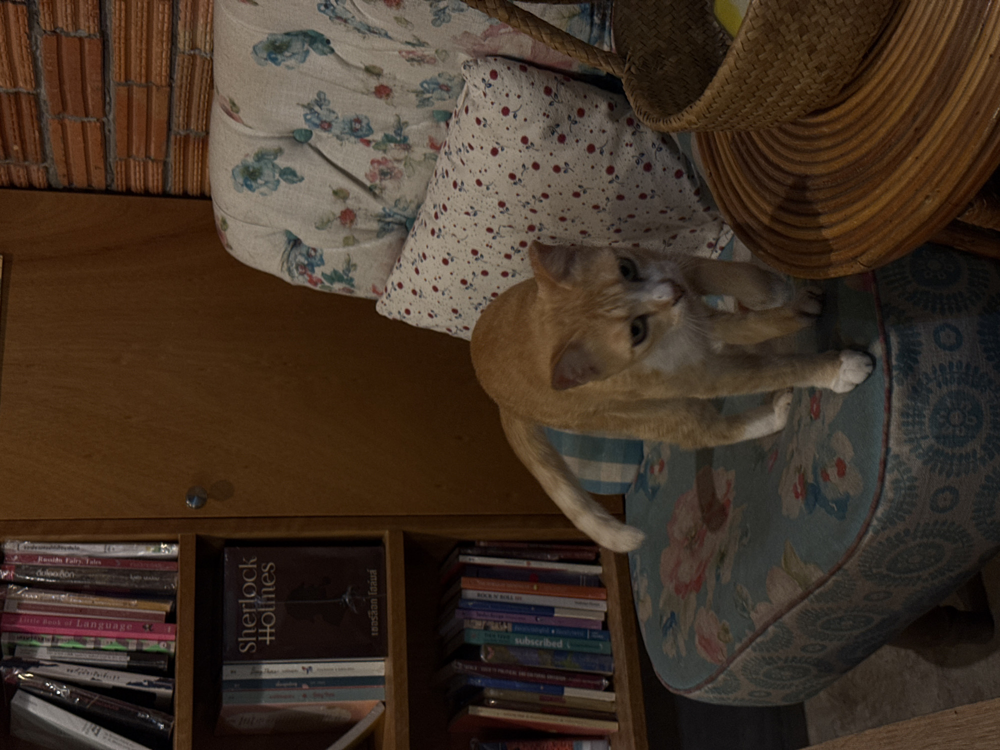 An orange tabby cat stands on a floral patterned armchair next to a wooden bookshelf filled with books in Pa Khlok, Thailand. The cat is facing the viewer with its front paws on the seat of the chair and its hind legs on the floor. The bookshelf is made of wood and has several shelves filled with books. The armchair is upholstered in a floral fabric with blue and pink flowers. A small pillow with red dots is on the armchair. A woven basket sits on a wooden table next to the armchair. The background consists of a brick wall.
