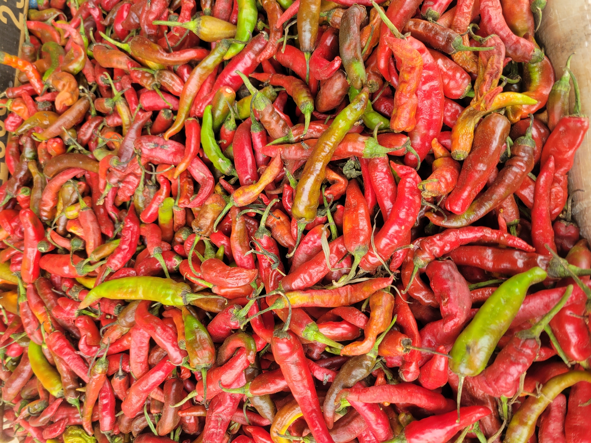 The image presents a close-up, overhead view of a large, dense pile of various chili peppers. The dominant color is a rich red, with numerous peppers showing shades from bright crimson to deeper maroon. Interspersed among the red are distinct green, yellowish-green, and brownish peppers, adding variety to the overall color palette.
The peppers are elongated and slender, varying in length and shape, with some appearing smooth and plump while others exhibit slight wrinkling or irregular contours, suggesting natural ripeness or drying. Stems are visible on most peppers, and they are packed tightly together, filling the entire frame.
No specific activity is taking place; the image is a still life, likely depicting produce laid out for sale or storage. The natural, even lighting suggests it was taken during daylight hours, possibly outdoors or in a well-lit indoor market setting. There are no people visible, and consequently, no emotions are conveyed. Faint, blurry dark markings, possibly a partial number "2", are barely discernible on a light brown surface, likely a wooden crate, at the upper left edge of the frame. The abundance and variety of peppers suggest a vibrant agricultural context, fitting the given location of Jos, Nigeria.