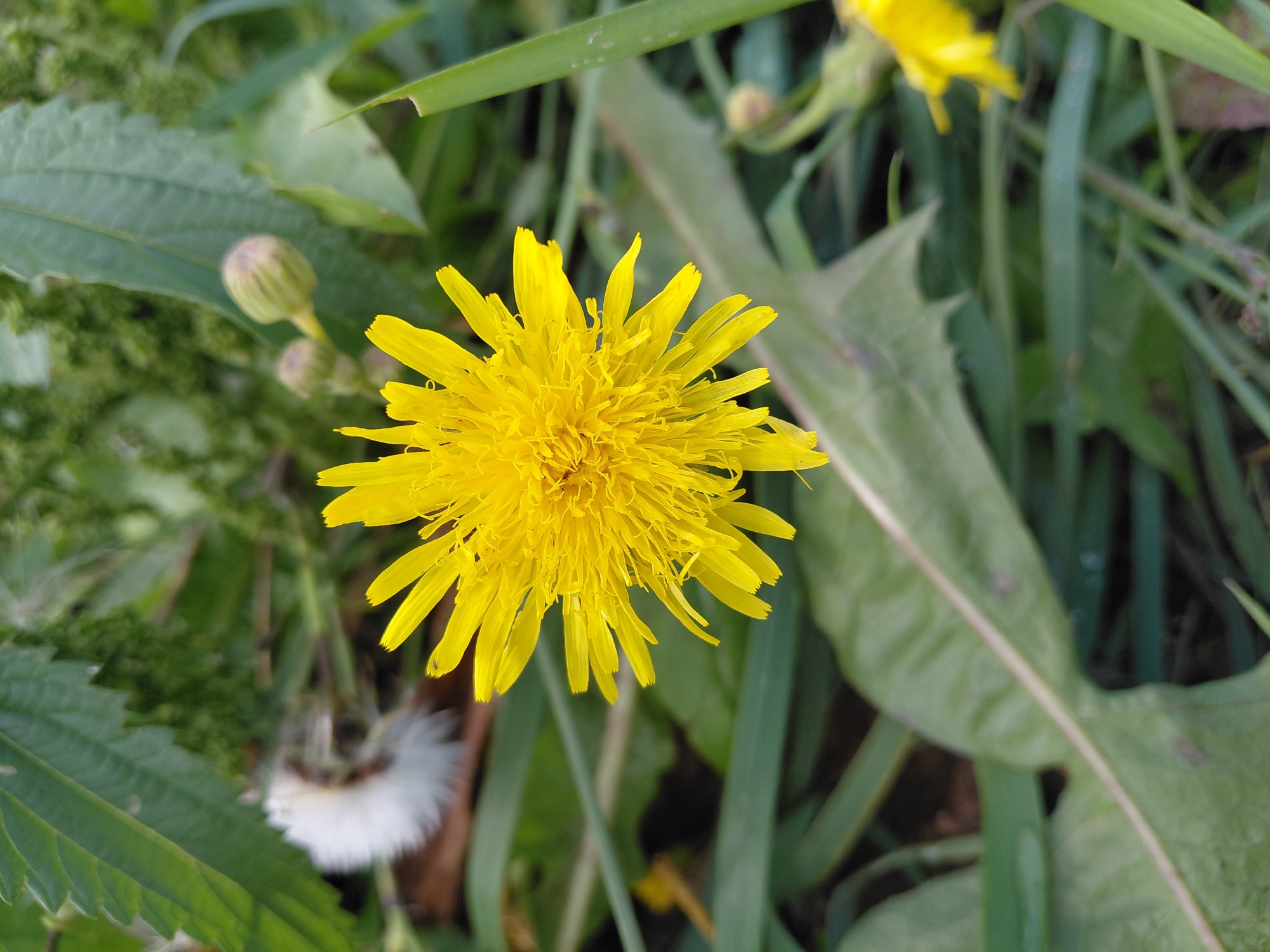 A close-up, eye-level shot captures a vibrant yellow dandelion bloom with its ray florets spread open, appearing in the foreground of a naturalistic, outdoor setting. The flower's center is densely packed with smaller florets, and its petals are elongated and slightly pointed. Behind the dandelion, a blurred background consists of green foliage, including some leaves with serrated edges and what appear to be unopened flower buds. To the left of the main subject, a fuzzy, white seed head of another plant is visible, also out of focus. The lighting suggests daylight, and the overall scene is one of nature, likely in a park or field. The image does not contain any individuals or specific structures that would pinpoint a location within Malinovka, Russia.