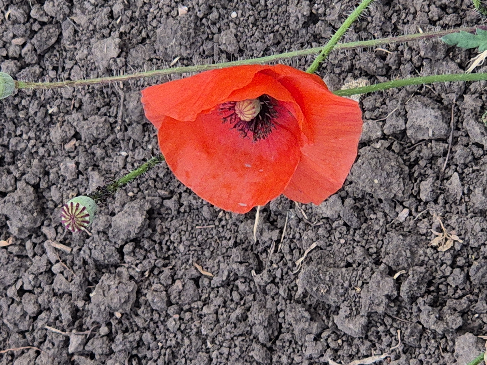A single, vibrant red poppy flower with black accents at its center is in bloom against a backdrop of dark, dry soil. The poppy, positioned to the right of the frame, displays its delicate petals, one of which is partially unfurled. To the left of the poppy, a green seed pod with a distinctive striped pattern is visible on a thin stem. The soil is textured with small stones and dry organic debris. The scene appears to be outdoors, possibly in a garden or natural area. The photograph captures a close-up view of the flower and its immediate surroundings.