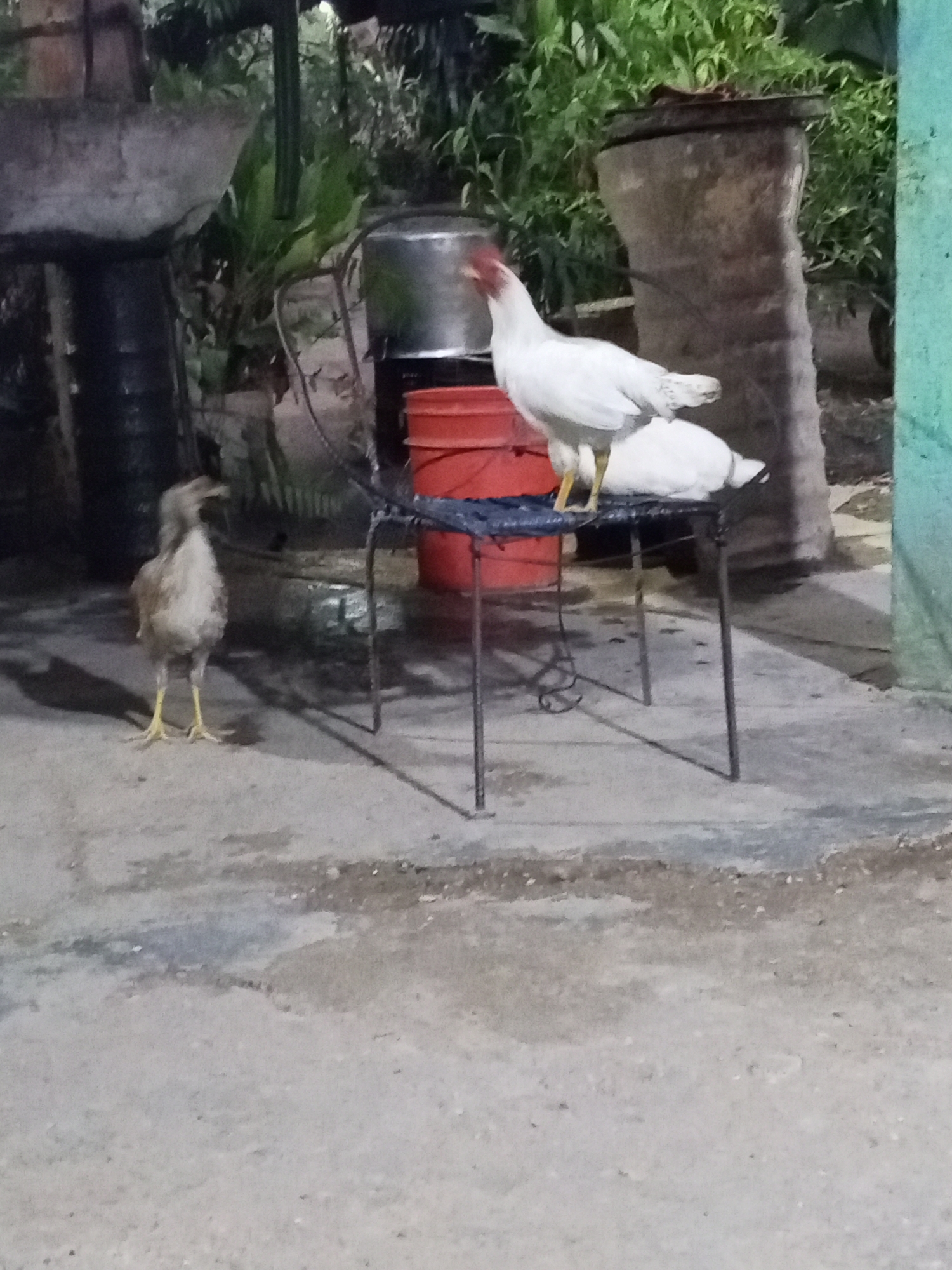 The image depicts two chickens in an outdoor setting, possibly a backyard in Tinaquillo, Venezuela. One chicken, predominantly white, is perched on a weathered metal chair with a blue woven seat. A red bucket is placed directly under the chicken and the chair. A second chicken, brown and grey, stands on the ground facing the chair. Background elements include lush green vegetation, a potted plant, and structural supports, suggesting the vicinity of a residence. The setting appears to be somewhat dark. The ground is a light grey, possibly concrete.