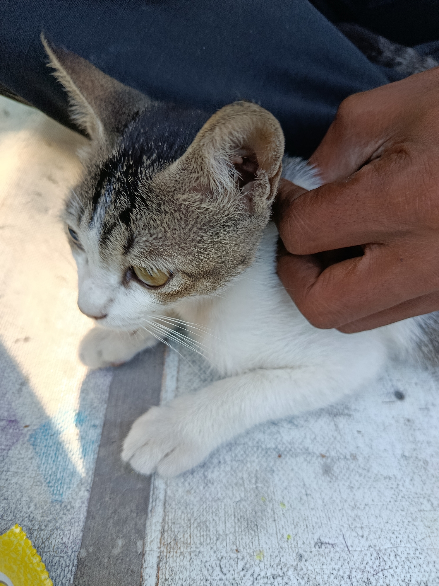 A close-up, high-angle shot shows a cat lying on a textured surface, likely a woven mat or tarp, with a person's hand gently holding its head. The cat, a tabby and white domestic short-hair, has green eyes and alert ears. Its fur is predominantly white with grey and black tabby markings on its head and back. The person's hand, with darker skin tone, is positioned behind the cat's right ear, appearing to scratch or pet it. The background is blurred, showing a dark blue fabric, possibly clothing, and a portion of the white and grey textured surface. The lighting suggests an outdoor setting, with a shadow cast across the mat, indicating it is daytime. The overall impression is one of gentle interaction between a human and an animal. There are no indications of the city of Cisarua, Indonesia, within the frame.