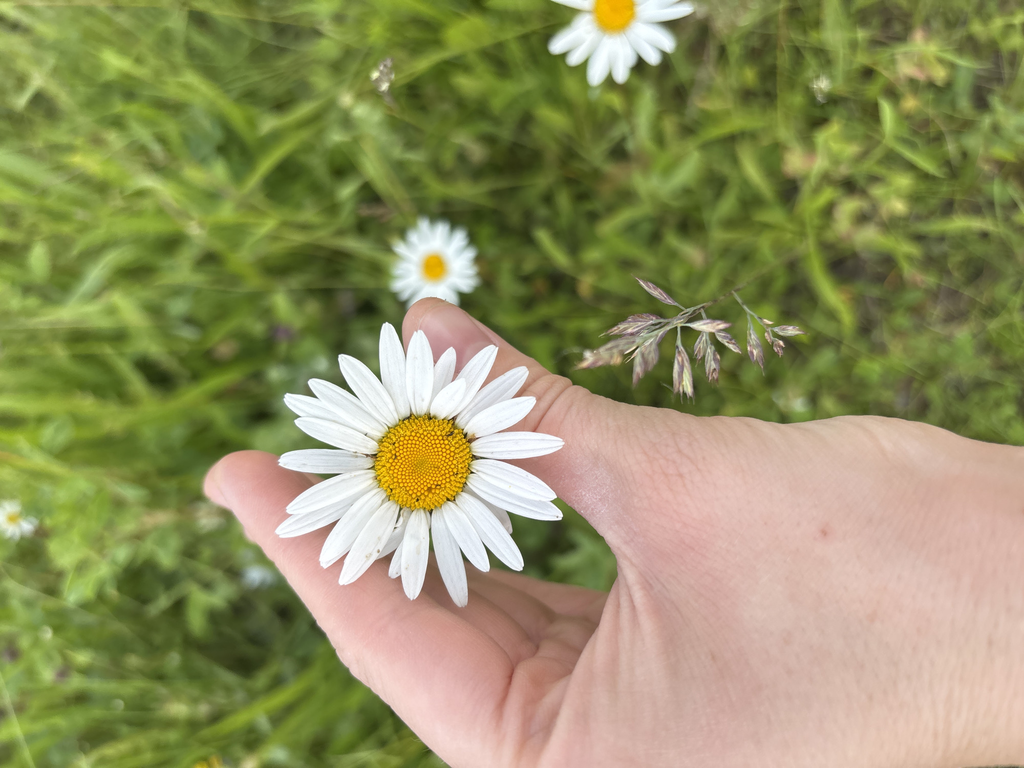 A close-up, eye-level shot shows a person's hand holding a daisy in a grassy field. The daisy has white petals and a yellow center. The background is a blur of green grass and other daisies. The lighting suggests it is daytime. The image does not provide specific location details for Курган, Russia.