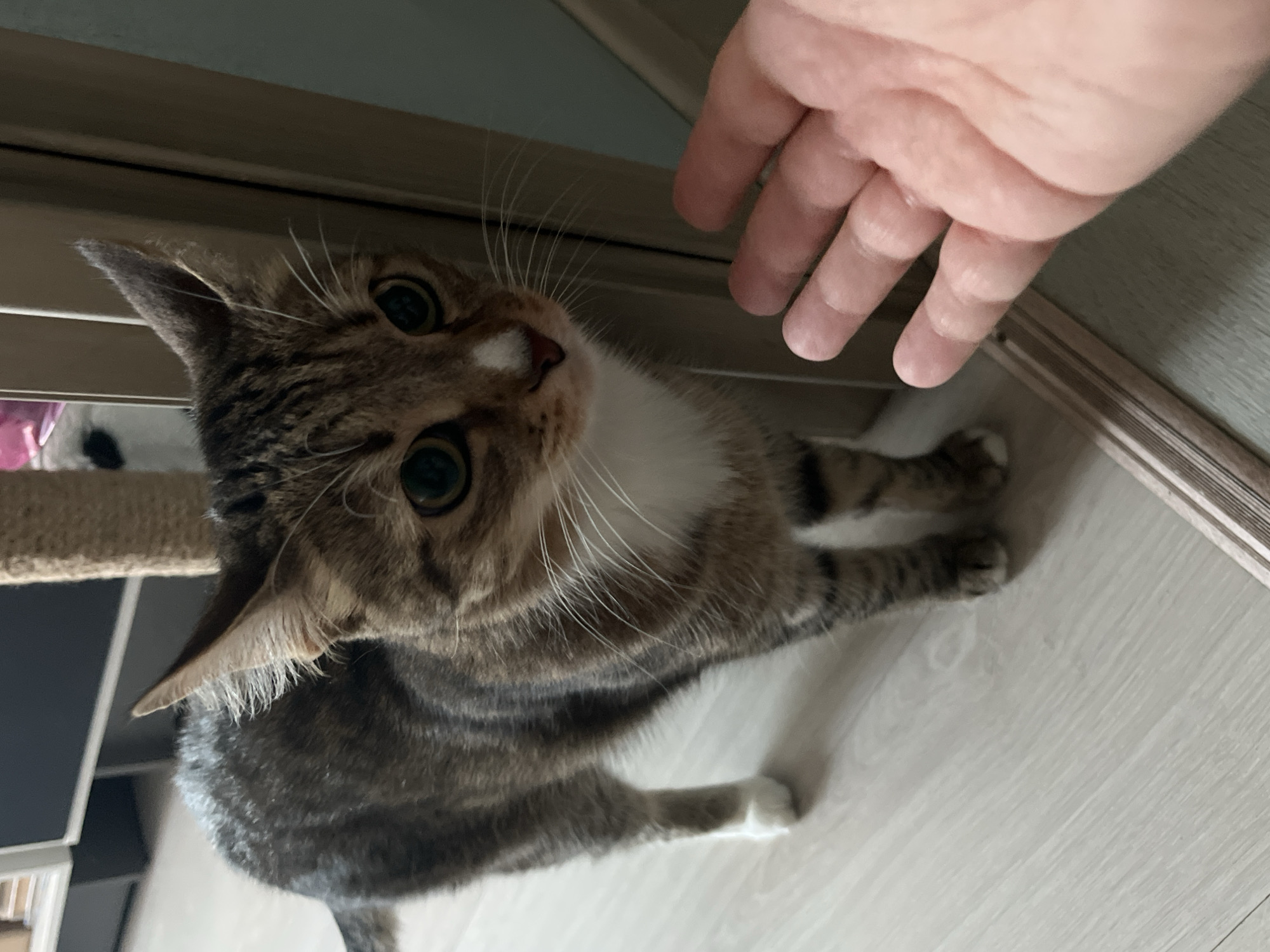 A domestic tabby cat with a white chest and green eyes looks up at a human hand reaching towards it. The cat is positioned on a light-colored wooden floor, with the bottom of a cat tree visible to the left. A portion of a door frame is visible above the cat. The location is presumed to be inside a domestic residence, although there is no verifiable information about the location being in Izhevsk, Russia.