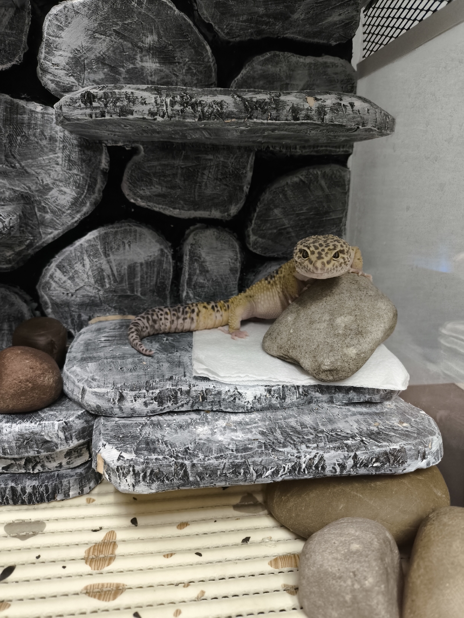 The image displays a leopard gecko (Eublepharis macularius) within an indoor enclosure in Chaikovsky, Russia. The gecko, exhibiting a yellow-tan body with dark brown spots and dark eyes with vertical pupils, is positioned with its head resting on a smooth, irregular gray stone. This stone lies on a small, folded white paper towel, which is situated on a flat, dark gray and white textured rock-like slab. The gecko's spotted body and tail extend horizontally to the left, resting on the same slab. The background consists of a vertical arrangement of similar dark gray and white textured rock-like structures, simulating a rock wall. To the immediate left of the gecko, two smooth, rounded, reddish-brown stones are visible. The enclosure floor is covered by a light-colored, ribbed mat with scattered brown and black markings. A clear or frosted glass panel, indicative of an enclosure wall, is visible on the right, with a section of a black mesh grid at the upper right corner. The gecko is stationary, facing forward.