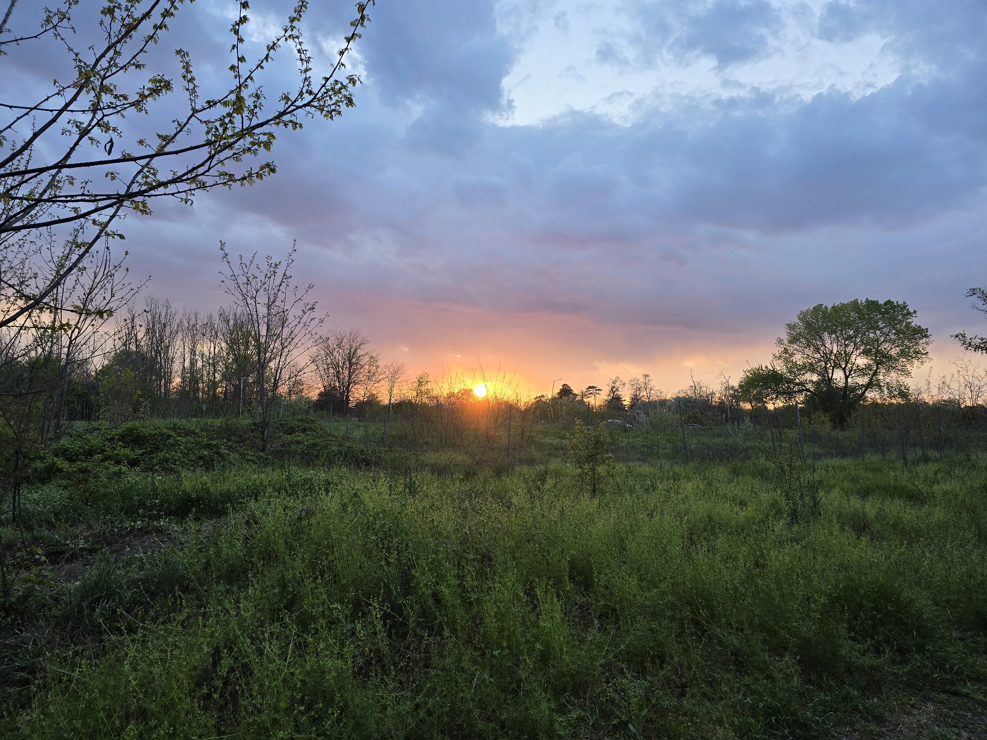 A vibrant sunset illuminates a field of green vegetation. The sun, a bright orange orb, sits low on the horizon, partly obscured by trees and foliage. The sky above features a blend of blue and grey clouds streaked with pink and orange hues. Bare tree branches are visible on the left side of the frame. The scene appears to be a rural landscape with a mix of open field, trees, and overcast skies. The location is Unknown, Unknown.