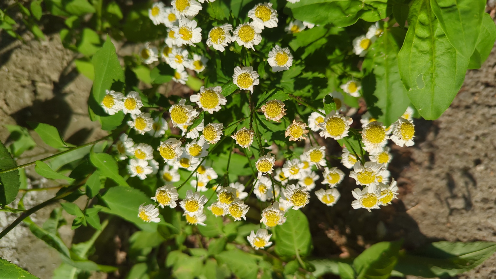 A close-up, eye-level shot captures a cluster of small, white daisy-like flowers with bright yellow centers. The flowers are in full bloom, with delicate petals, some appearing slightly wilted or faded. They grow on thin green stems, interspersed with lush green leaves. In the background, a rough, textured gray stone wall is visible, casting shadows from the sunlight. The ground in the foreground appears to be a concrete or stone surface. The scene is well-lit by natural sunlight, creating a dappled effect. There are no people or animals present in the image. The overall setting suggests an outdoor environment, potentially a garden or a natural area in Montreal, Canada.
