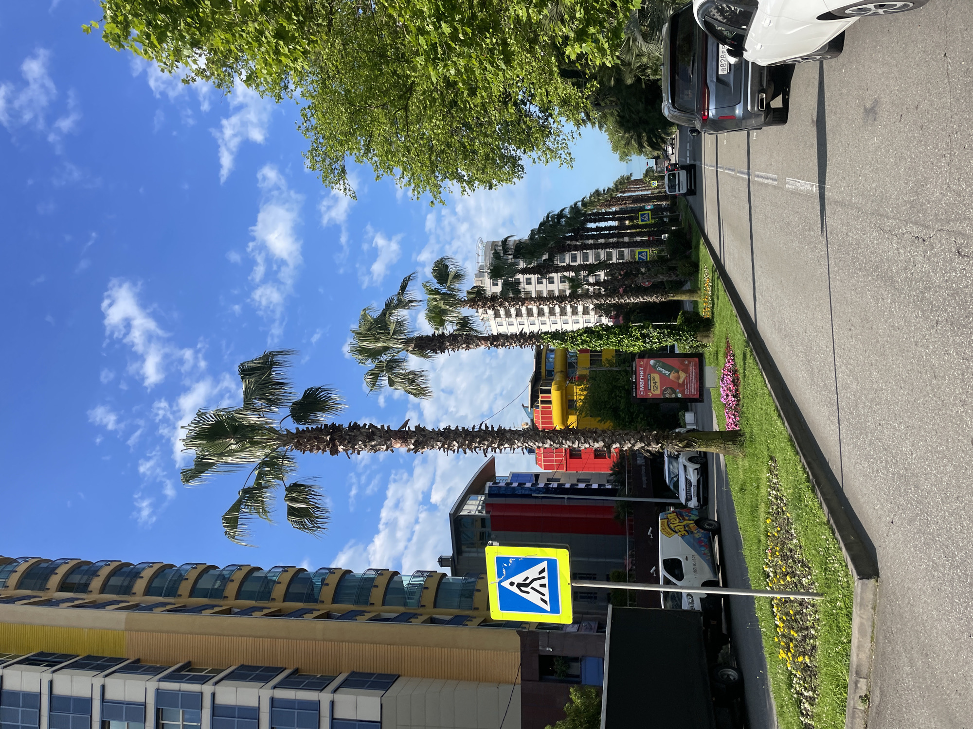 The image shows a street scene in Sochi, Russia, captured on a sunny day with a blue sky and scattered clouds. Along the right side is a grey asphalt road with white lane markings. Several cars, predominantly dark and light-colored, are parked parallel to the road. A narrow strip of green grass with patches of colorful flowers borders the road.
The street is lined with tall palm trees, which are visible on both sides. These trees are planted on the sides of the road, creating a tropical atmosphere. Buildings of varying architectural styles and colors are visible in the background, including structures with yellow, blue, and red facades. A crosswalk sign is situated near the foreground of the image.
In the background, numerous trees and a glimpse of what seems to be a body of water can be observed, further confirming the coastal nature of Sochi. There are no people visible in the image.