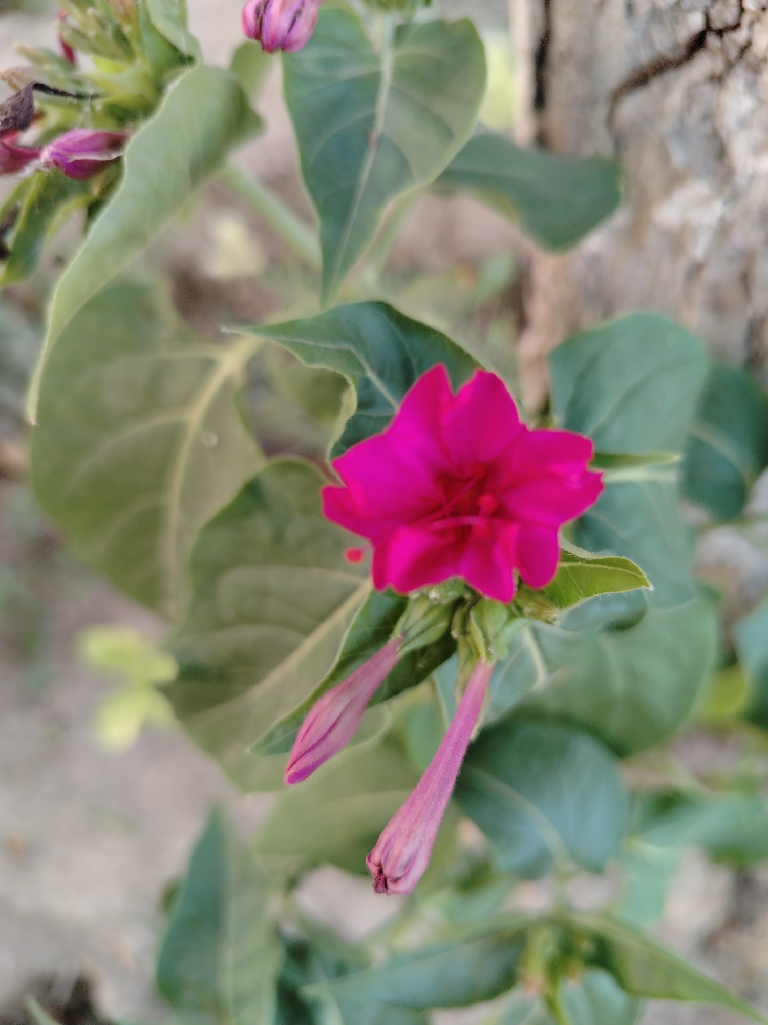 In Nurata, Uzbekistan, a close-up shot captures a vibrant pink flower, possibly a Mirabilis jalapa, in full bloom. The flower, with its delicate, ruffled petals, is the focal point, set against a backdrop of lush green leaves. Two unopened buds, elongated and pointed, flank the main bloom, hinting at future blossoms. The texture of the leaves is detailed, with visible veins and a slight fuzziness on their surface. In the background, the rough bark of a tree provides a natural, earthy contrast to the floral display. The lighting is soft, suggesting an outdoor environment, likely a garden or natural setting within the city of Nurata. The overall impression is one of natural beauty and tranquility.