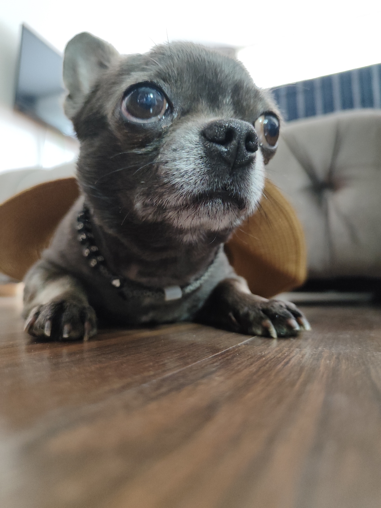 A low-angle, close-up shot captures a gray Chihuahua dog with large, expressive eyes, lying on a wooden floor. The dog is wearing a black collar with silver charms and a white clasp. A light brown hat with a wide brim is positioned behind the dog, partially obscured. In the background, a cushioned sofa and a blurred television screen are visible. The scene is indoors, likely in a residential setting. The overall lighting is soft, with natural light contributing to the ambiance.