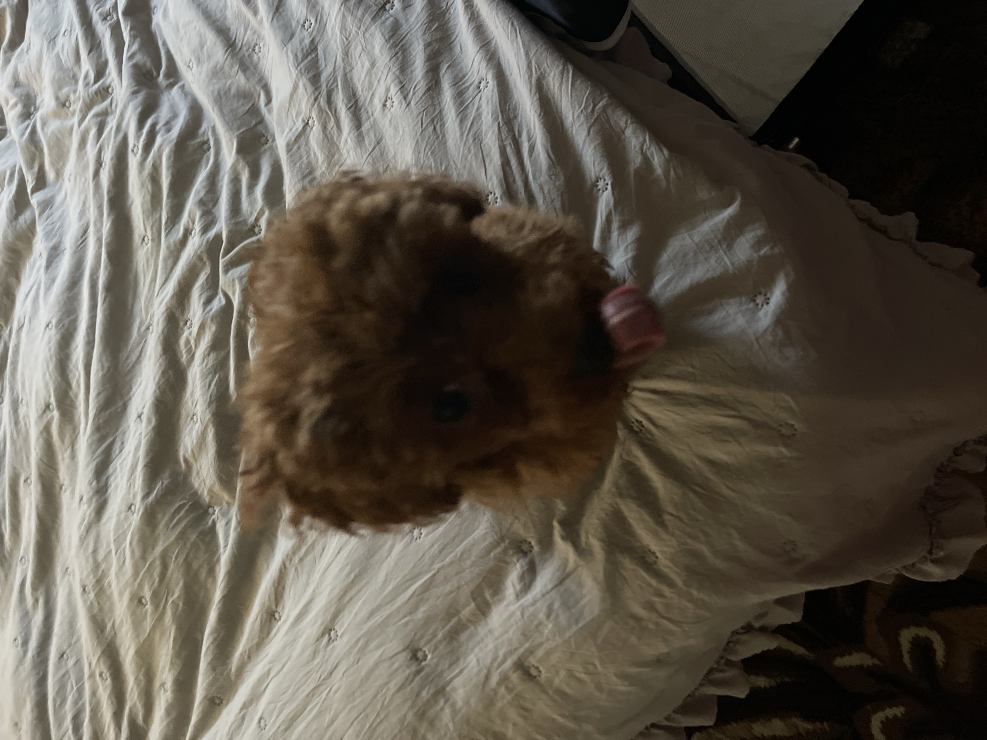The image presents an overhead, close-up view of a small, fluffy dog with reddish-brown, curly fur, likely a poodle or similar breed. The dog's head is prominent in the frame, featuring a dark eye and a pink tongue slightly extended, suggesting it might be licking its lips or panting. The dog appears to be looking upwards, possibly at the camera.
The setting is a bed covered with a light-colored, likely cream or off-white, blanket or duvet. This blanket has a textured surface, adorned with small, evenly spaced embroidered patterns resembling stars or tiny flowers. The fabric appears soft and has natural wrinkles and folds. A ruffled edge of the blanket is visible along the right side of the frame.
In the upper right corner of the image, a dark, indistinct object, possibly a shoe or part of a bed frame, can be seen. Towards the lower right, a glimpse of a dark, patterned surface, potentially a rug or another piece of furniture, is visible, showing some lighter, curved designs.
The photograph is taken indoors under low light conditions, suggesting it could be evening or in a dimly lit room. Artificial light sources cast some illumination on the dog and the blanket, creating a cozy yet subdued atmosphere. No people or visible text are present in the image.