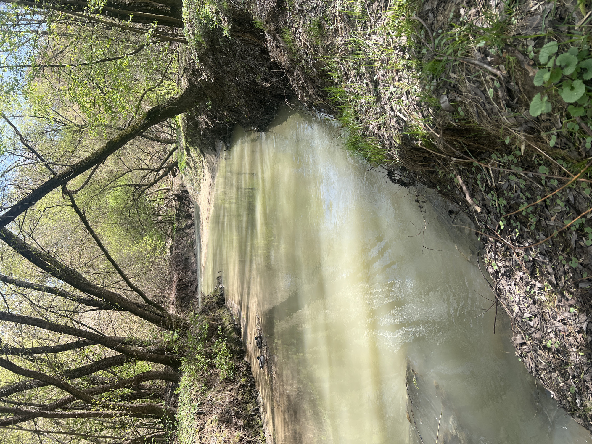 A serene, natural landscape depicts a narrow, shallow stream or small river flowing through a wooded area in Khimki, Russia. The water, with a murky, greenish-yellow hue, reflects bright sunlight and the shadows of surrounding trees, suggesting a calm flow. Two ducks are visible on the far bank of the stream, near the waterline, appearing to rest or move slowly.
The left bank is densely populated with trees, many having thick, dark branches reaching out over the water. These trees are in early spring, characterized by numerous bare branches interspersed with nascent clusters of bright green leaves, indicating new seasonal growth. Glimpses of a clear, blue sky are visible through the sparse canopy.
The right bank is steep and rugged, covered with a layer of dried leaves and debris from previous seasons, intermingled with patches of fresh green grass and small groundcover plants, some with round leaves. The scene conveys a peaceful, undisturbed environment, bathed in bright daylight, likely during late morning or early afternoon, in the early spring. There is no visible text in the image.