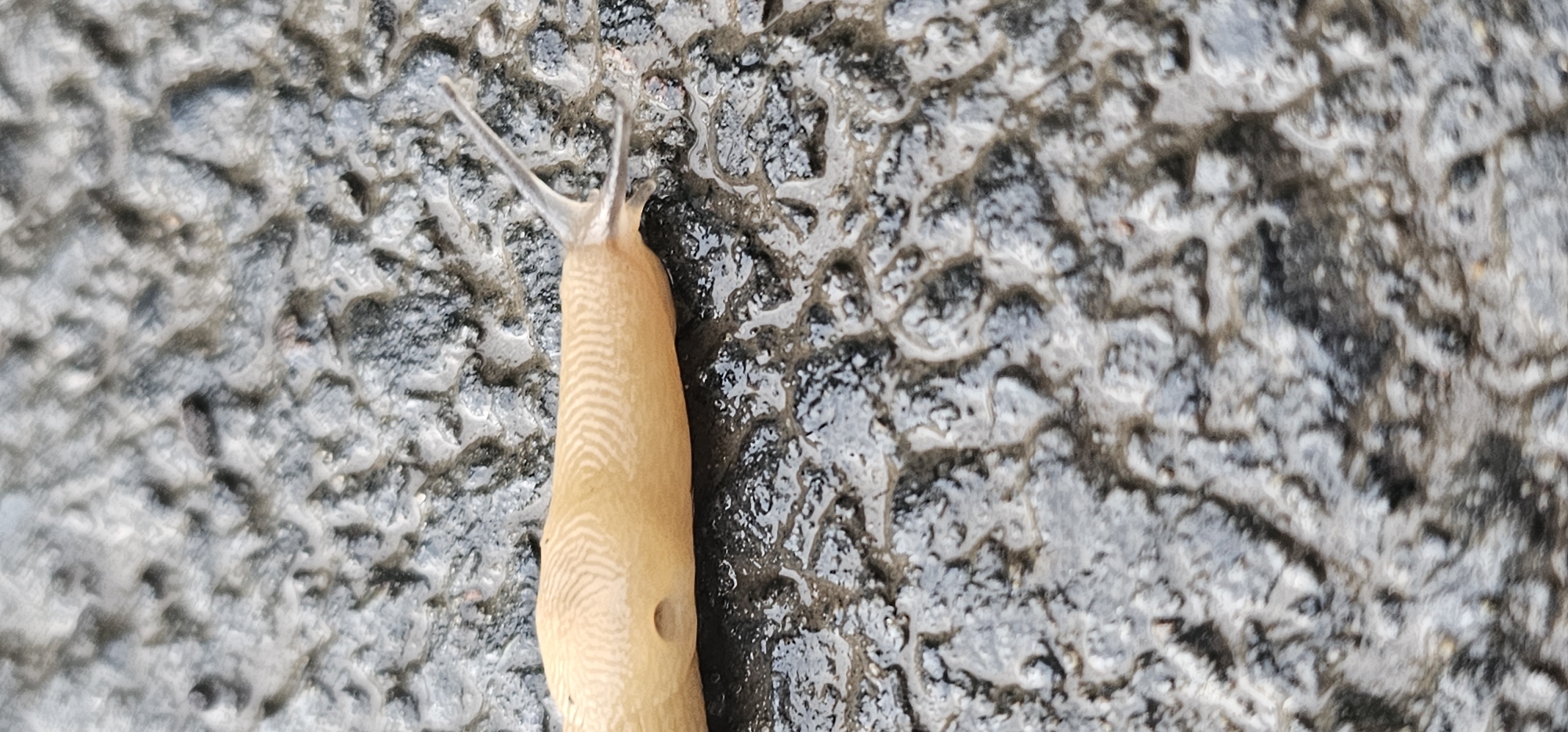 A light brown slug with faint, lighter-colored wavy lines on its back moves across a wet, textured surface. The slug is positioned vertically in the frame, with its head, which has two prominent tentacles extended upwards, towards the top left. A small, circular pore is visible on its right side. The surface beneath the slug appears to be dark and irregular, with patches of moisture creating reflective highlights. The texture suggests it could be asphalt or a similar rough material. The overall lighting indicates it might be daytime, possibly after rain, given the wetness of the surface. The scene is a close-up, focusing solely on the slug and its immediate surroundings, offering no wider context of the environment or location beyond its texture. There is no visible text.