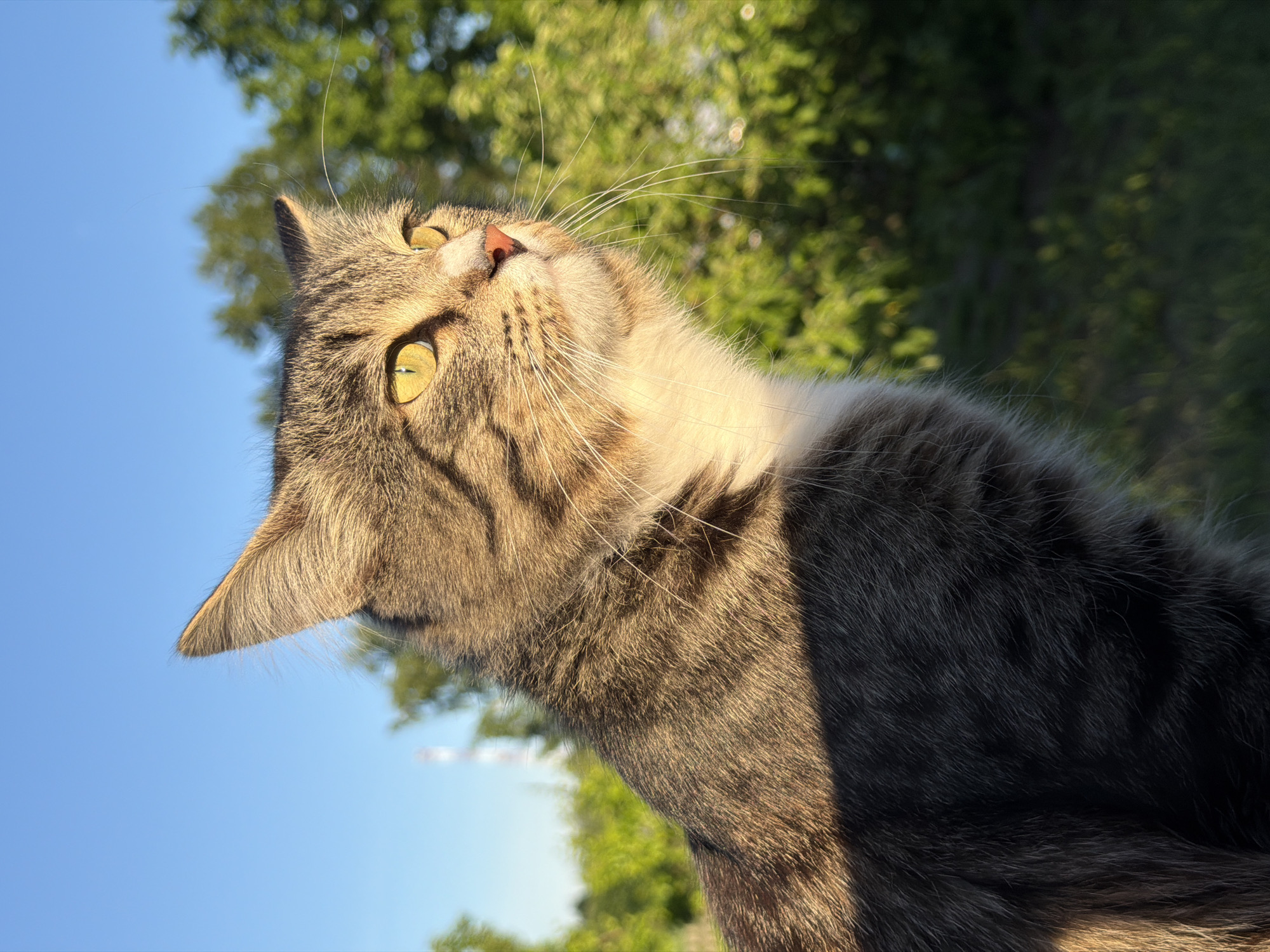 The image features a close-up, tilted perspective of a tabby cat against a background of blue sky and green foliage, likely trees. The cat is looking upwards and to the left. The fur on the cat's head and neck is brown and grey, with a patch of white fur visible on the neck. The cat has yellow-green eyes and long white whiskers. Sunlight is casting shadows on the cat's fur. The location in the city of Гаревая, Russia is not determinable from the visual information.