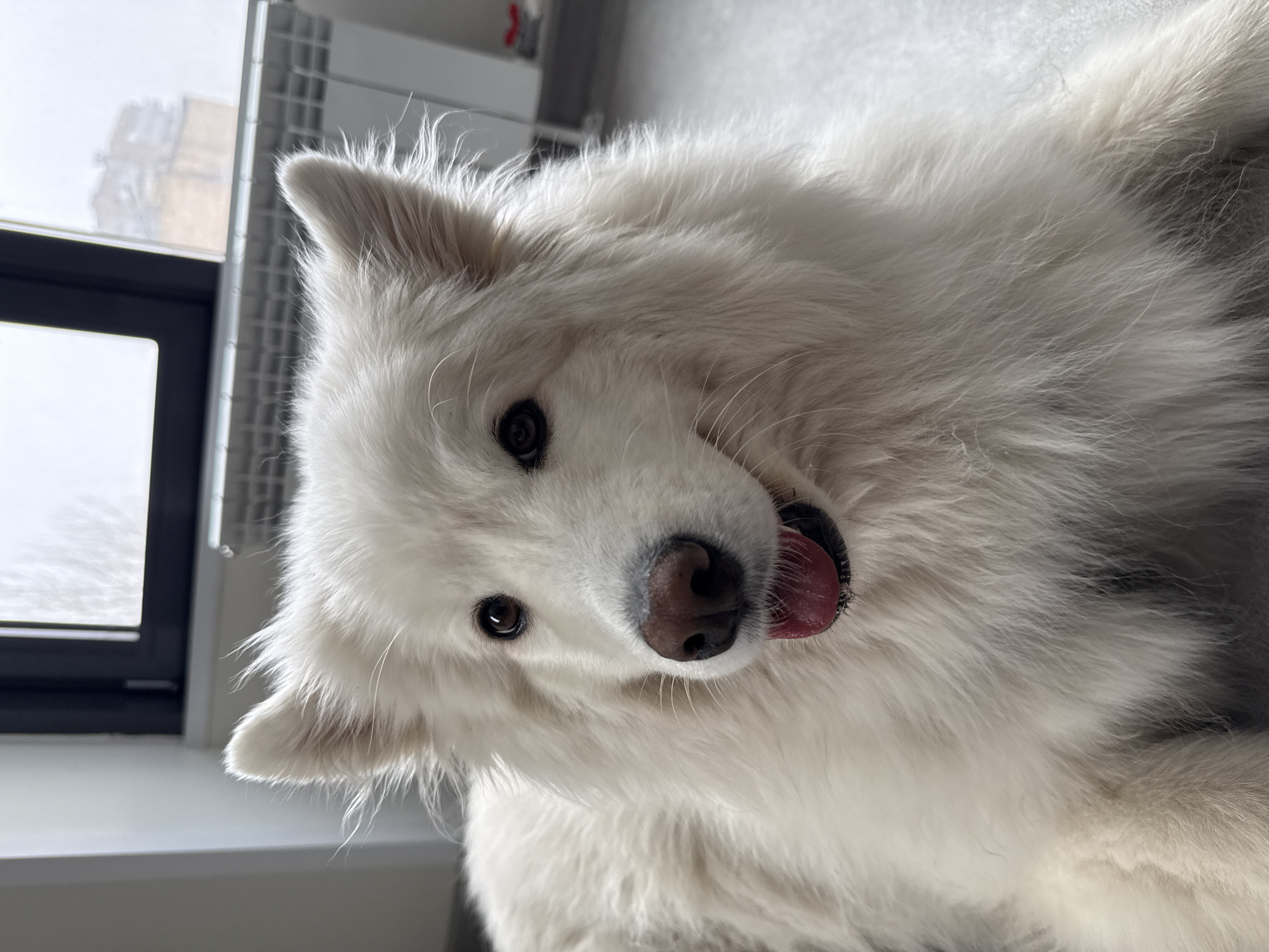 A fluffy, white dog, likely a Samoyed, is the central subject of this close-up portrait, looking directly at the camera with a cheerful expression. The dog has dark, expressive eyes, a black nose, and a pink tongue playfully sticking out from its mouth. Its thick, white fur covers its head and visible body, appearing well-groomed.
The scene is indoors, with the dog positioned in front of a window that provides natural light. Through the window, a somewhat hazy or bright outdoor view is visible, showing faint outlines of what could be buildings or structures under an overcast sky. A white heating radiator is partially visible in the upper left background. The indoor surroundings appear to be minimalist, with light-colored walls and possibly a light grey floor.
The dog appears to be resting or lying down, engaging with the camera. The playful expression with its tongue out suggests a content or curious mood. The natural light indicates it is daytime. Given the location context of Krasnoyarsk, Russia, and the hazy outdoor view, it could be a cloudy day or cooler weather. There is no visible text in the image.