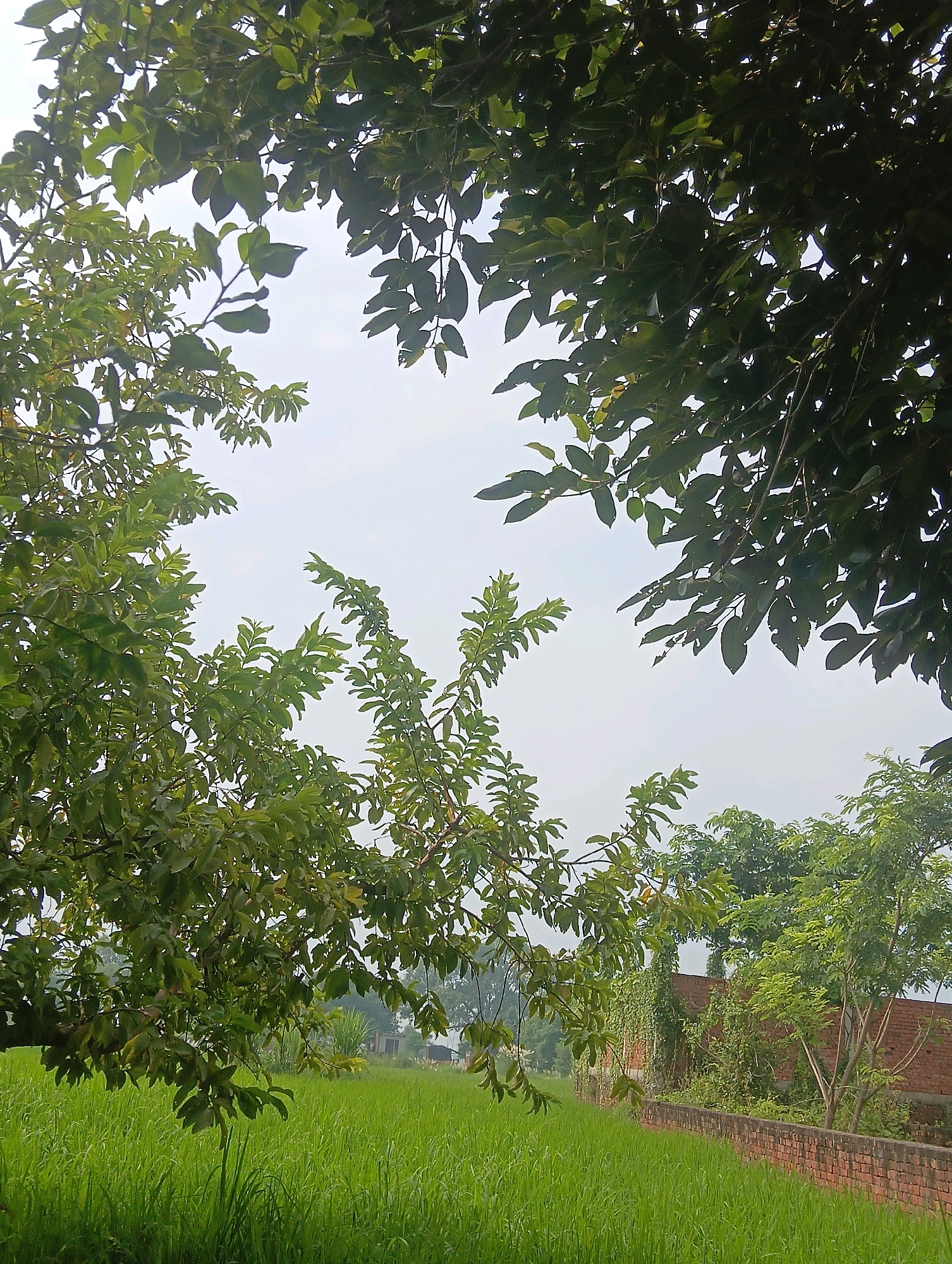 In Chahania, India, this image captures a lush, green rice paddy field bordered by a weathered brick wall. Overhead, the branches of several trees, heavy with leaves, partially obscure the bright, overcast sky. The foliage on the left side of the frame appears to be from a guava tree, with its characteristic elongated, pointed leaves. On the right, the brick wall, constructed from reddish-brown bricks, runs along the edge of the field. Behind the wall, a few smaller trees and some vegetation grow. In the distance, hints of structures, possibly homes or sheds, can be seen amidst the greenery. The overall impression is one of a serene, rural landscape.
