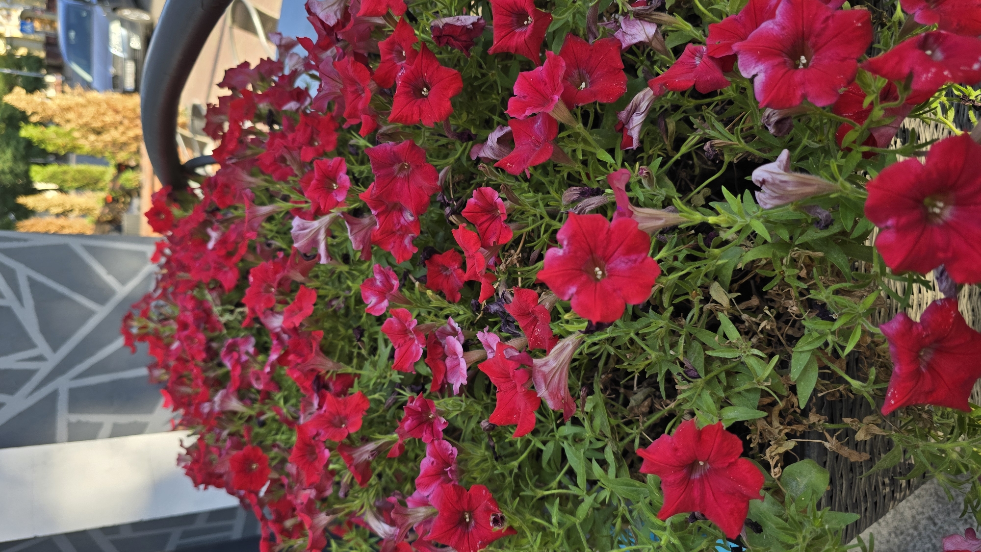 A close-up, vertical shot captures a dense bed of vibrant red petunias. The flowers are the main focus, with their deep red petals and green foliage filling most of the frame. Some of the flowers are in full bloom, while others appear as buds or are partially closed. The background is blurred, hinting at an urban setting. A dark, curved object, possibly the armrest of a chair, is visible in the upper right corner. Behind this, out-of-focus elements suggest a street scene with trees and a light-colored car. The overall impression is of a colorful floral display on a city street, likely in Zhytomyr, Ukraine, given the context.