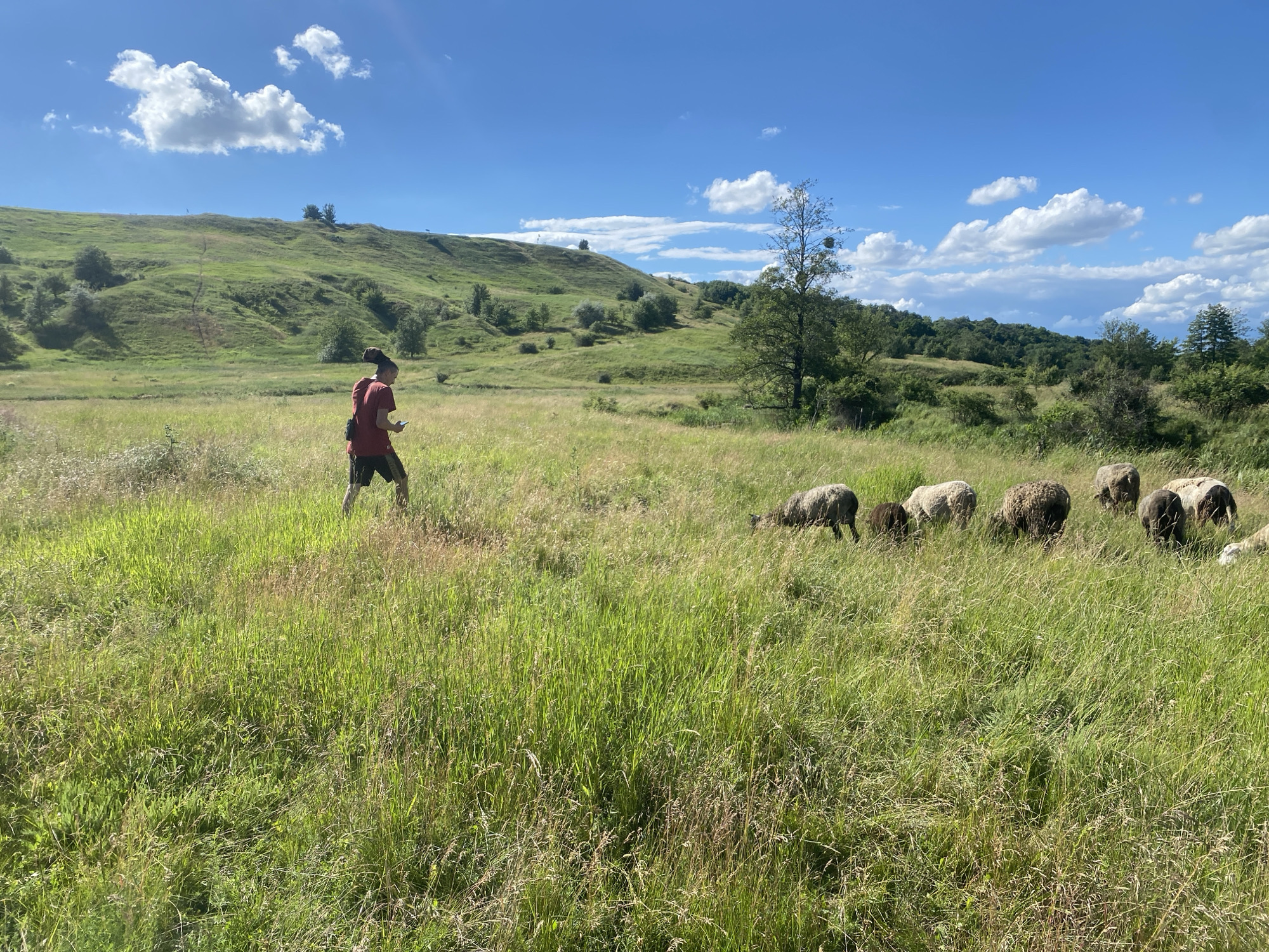A young man wearing a red t-shirt and dark shorts walks through a grassy field in Ustyvytsia, Ukraine, while a flock of sheep grazes nearby. The man is holding a mobile device in his right hand. The field is characterized by tall green grass, with some dry stalks interspersed. In the background, rolling green hills are dotted with trees and shrubs. The sky is blue with scattered white clouds. A visible dirt path winds up one of the hills. The overall scene depicts a rural, pastoral landscape under a bright, sunny sky.